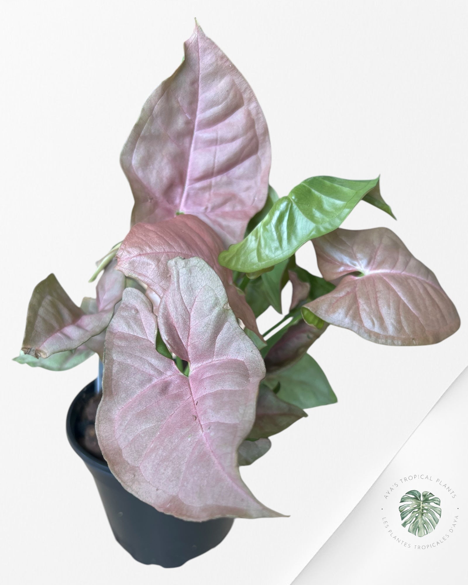 Syngonium 'Neon Robusta G