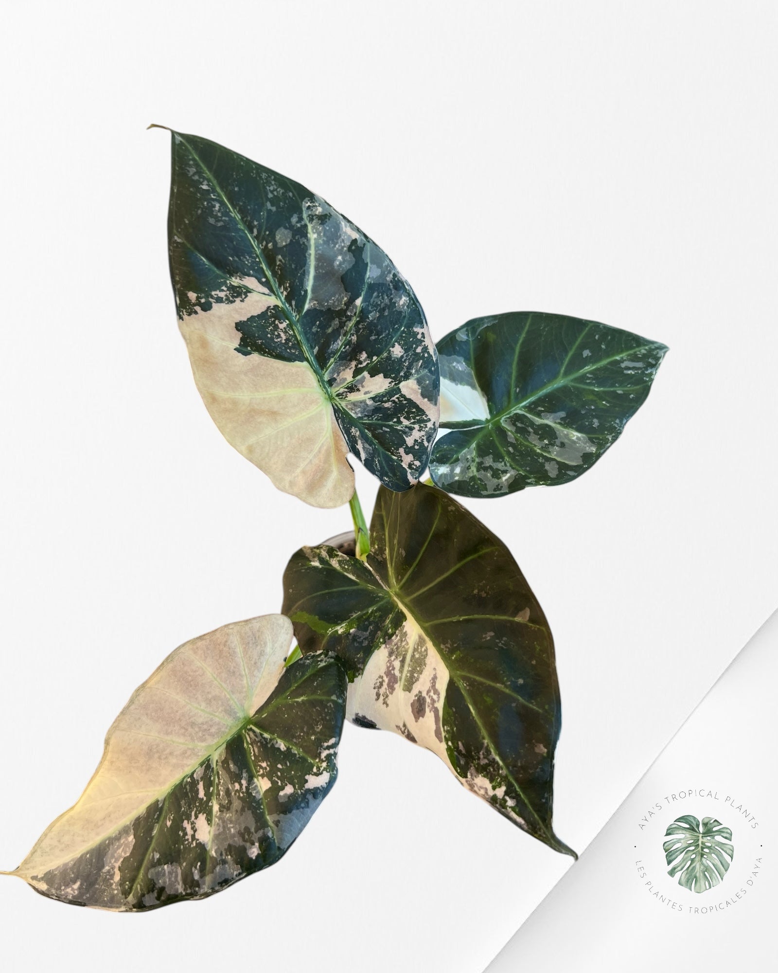 Alocasia Regal Shield Albo - 2