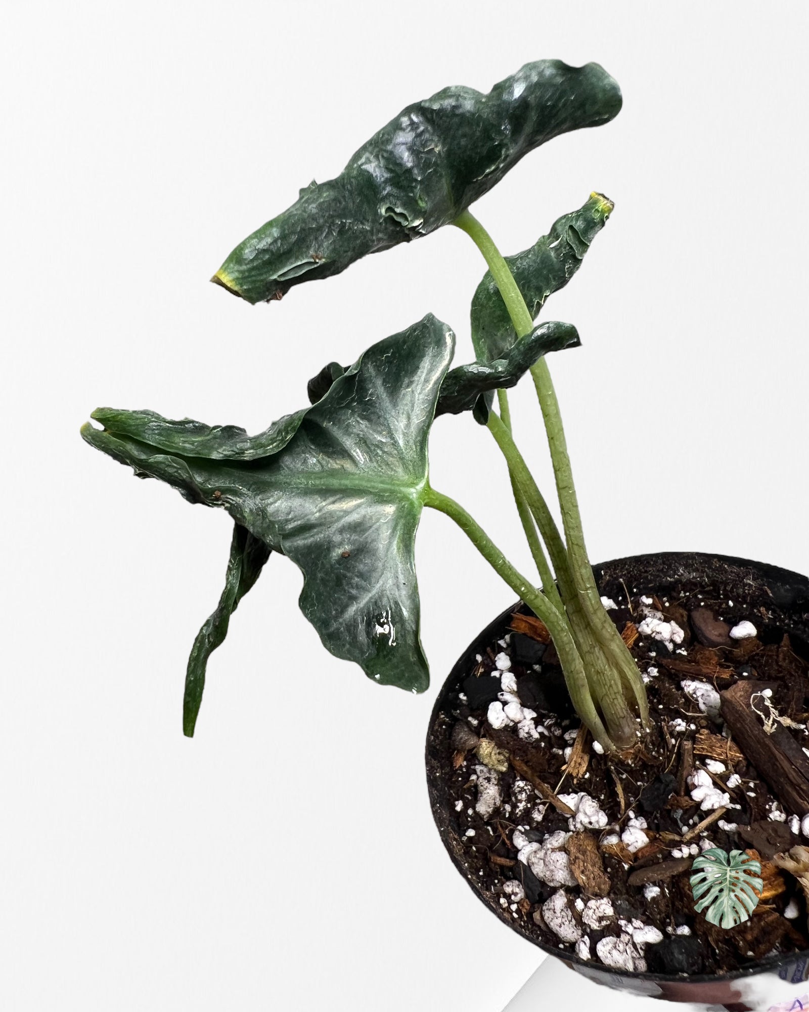 Alocasia Loco - F