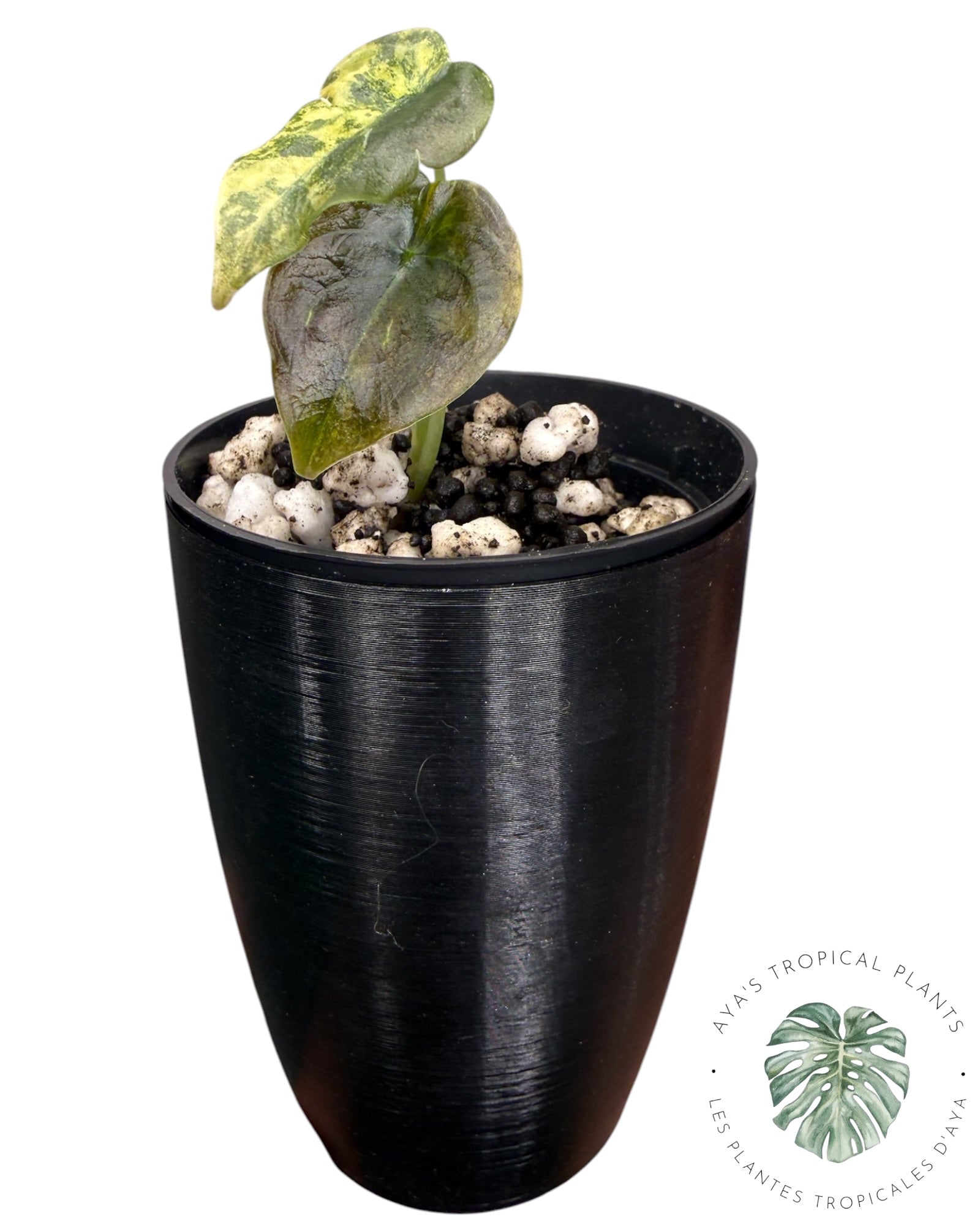 Alocasia Cuprea Golden Latte