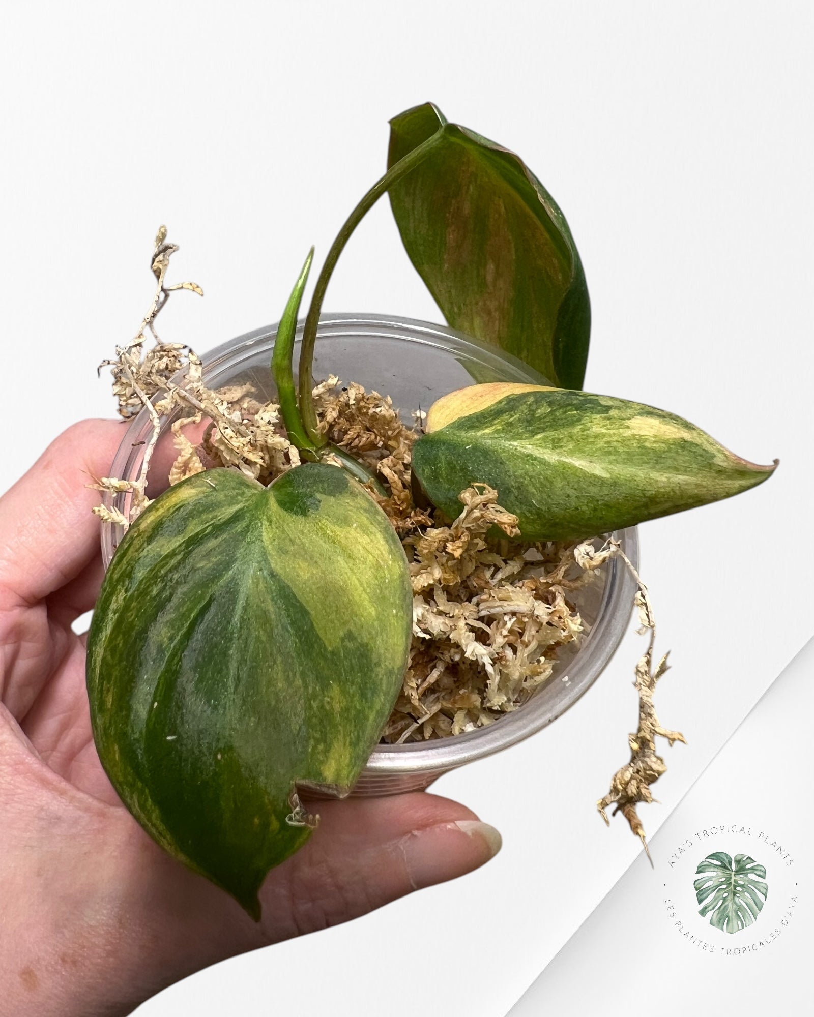 Philodendron Micans Variegated-PH6