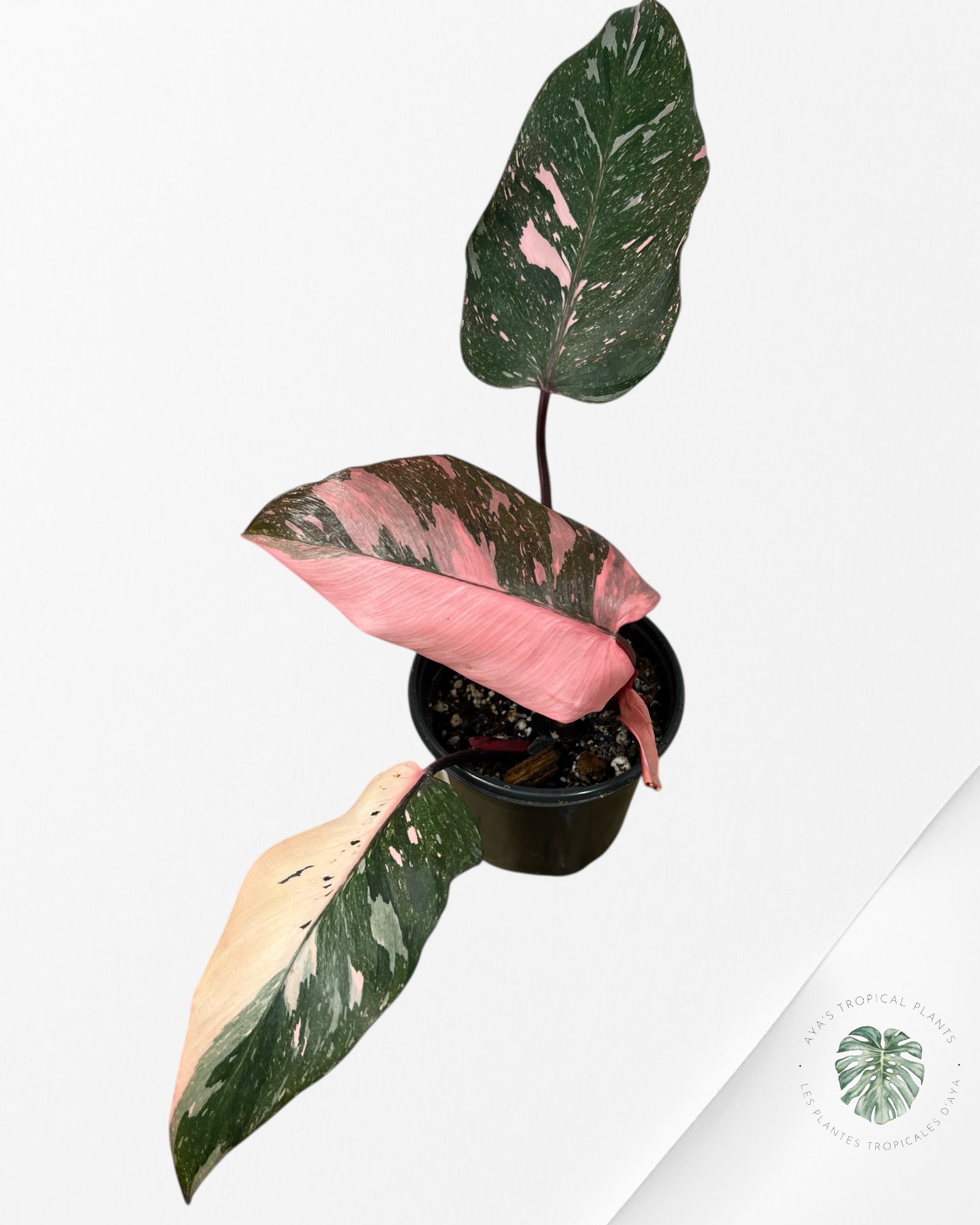 Philodendron Pink Galaxy - T7
