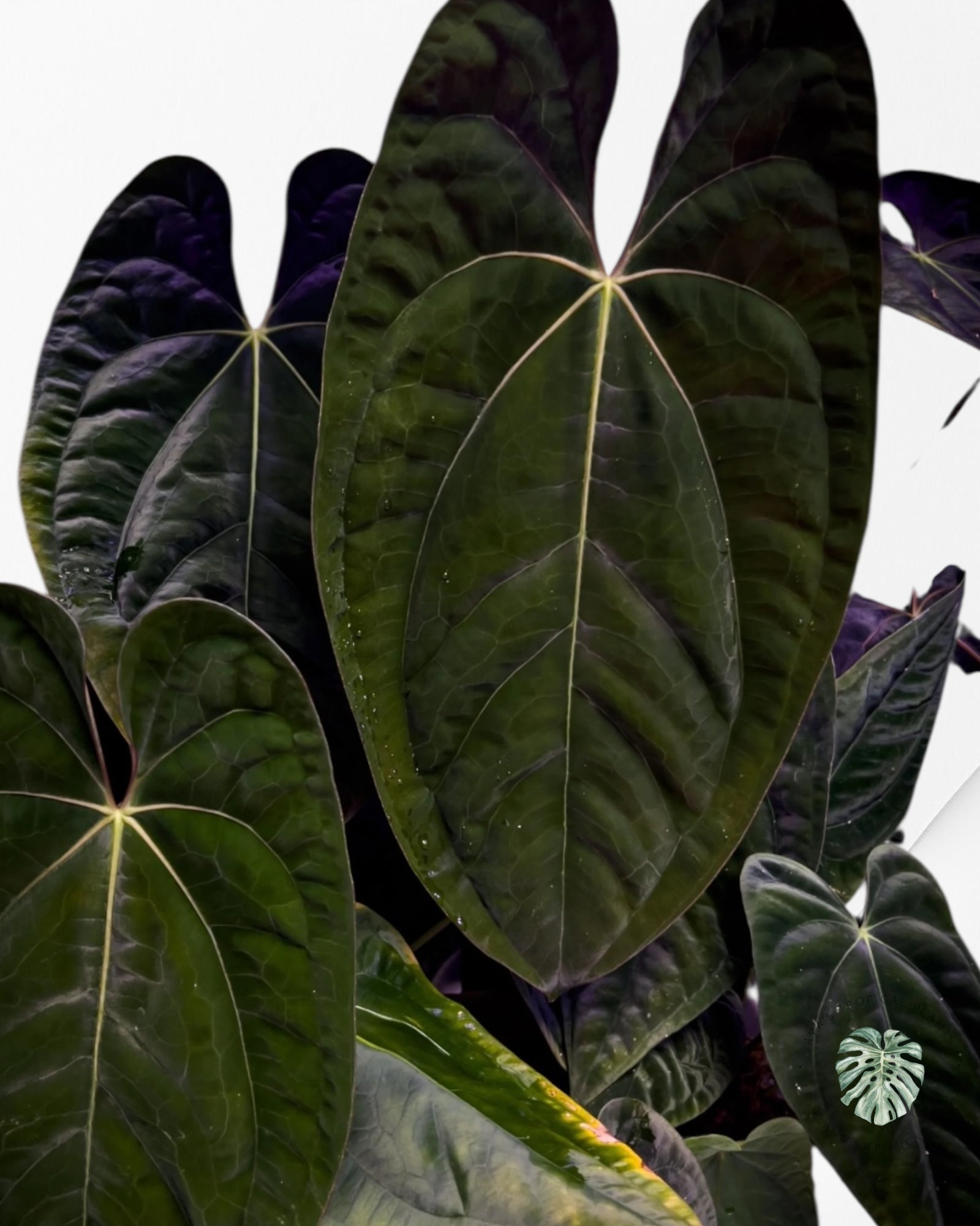 Anthurium papillilaminum - AP1