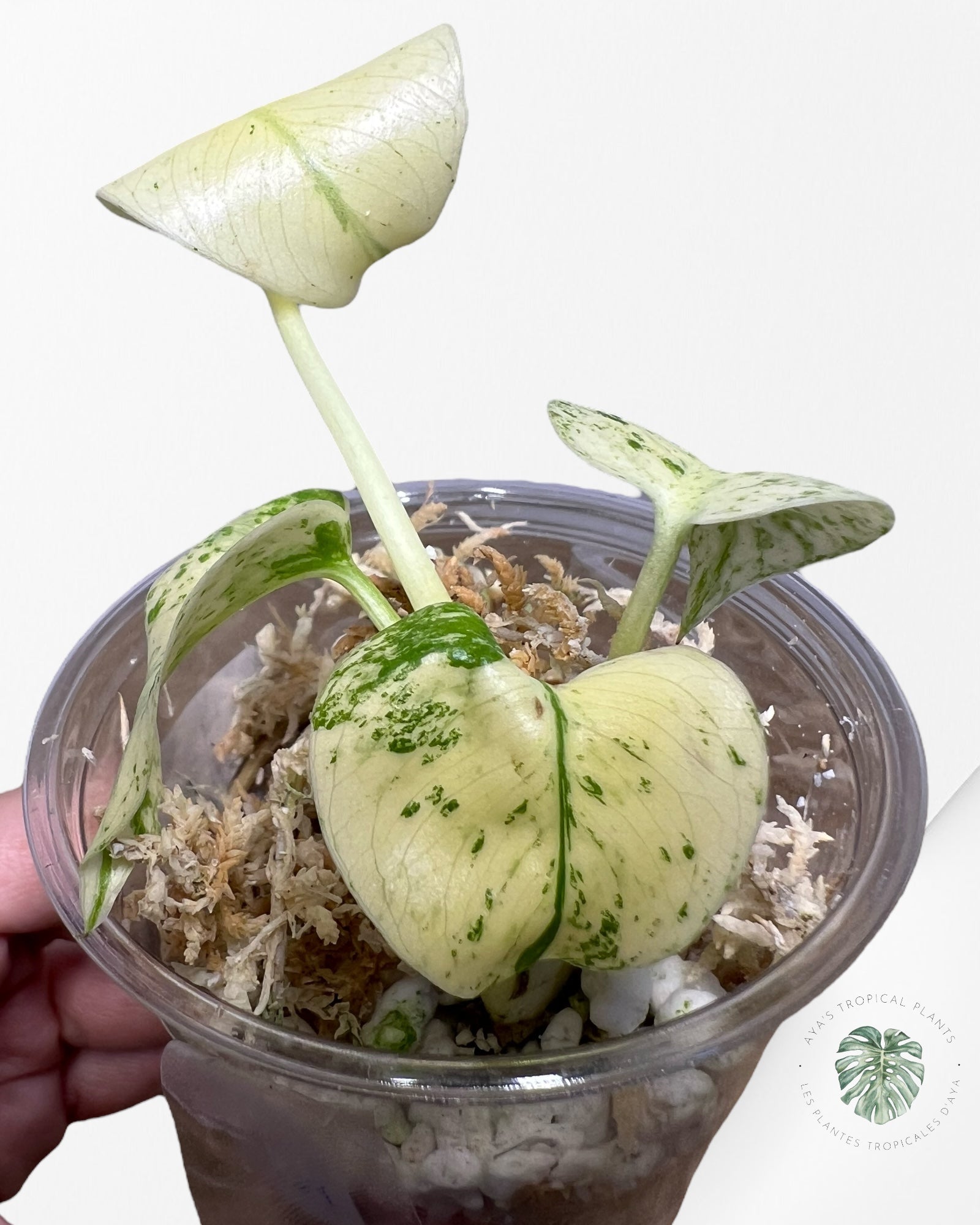 Monstera White Mint - MWM02