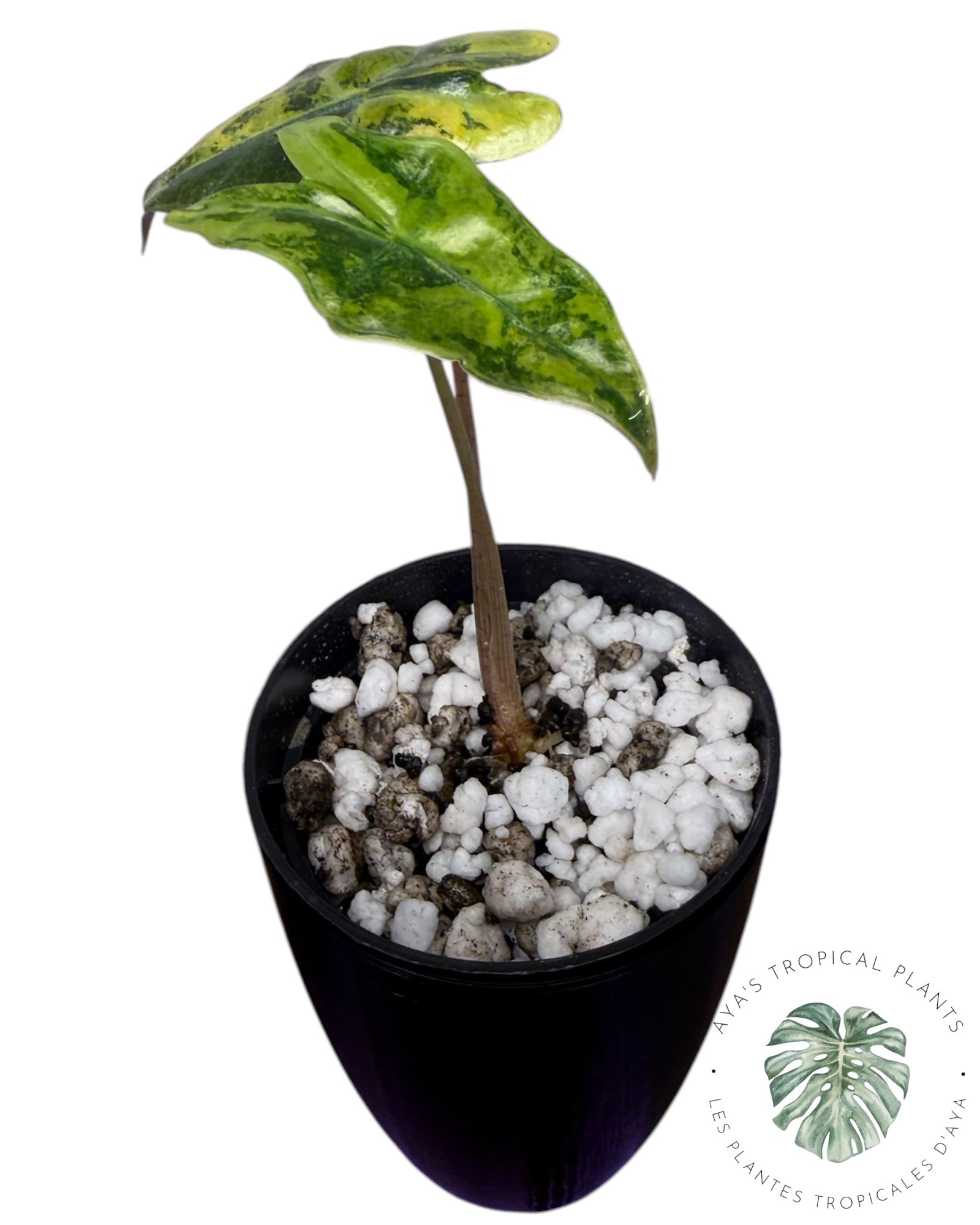 Alocasia Nobilis Aurea Variegated