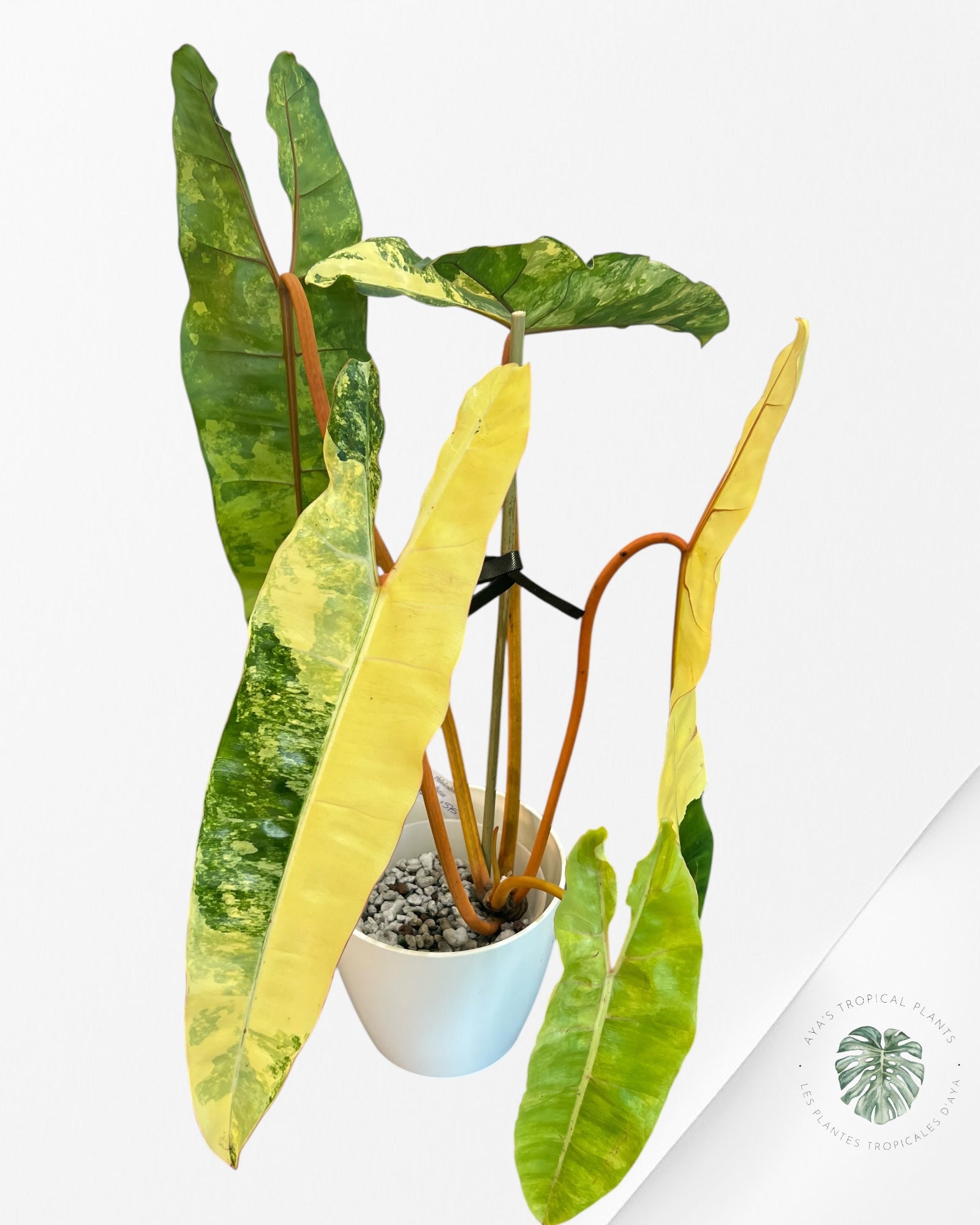 Philodendron Billietiae Variegated-PBV1