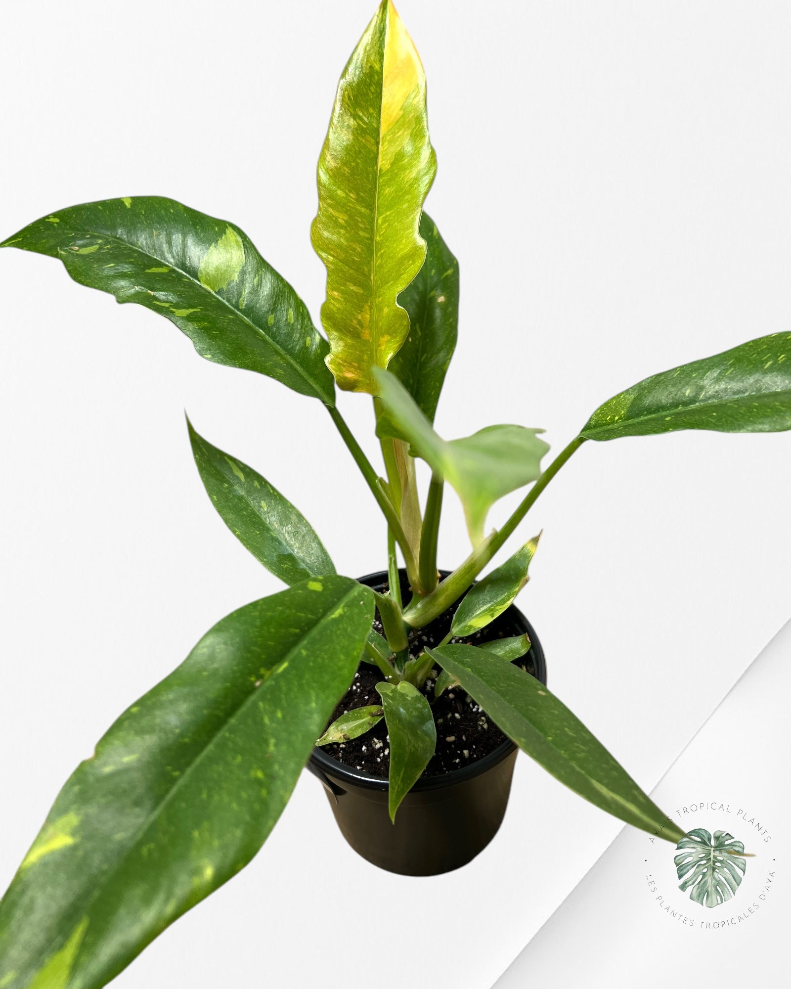 Philodendron Ring of fire Variagated-PROF5