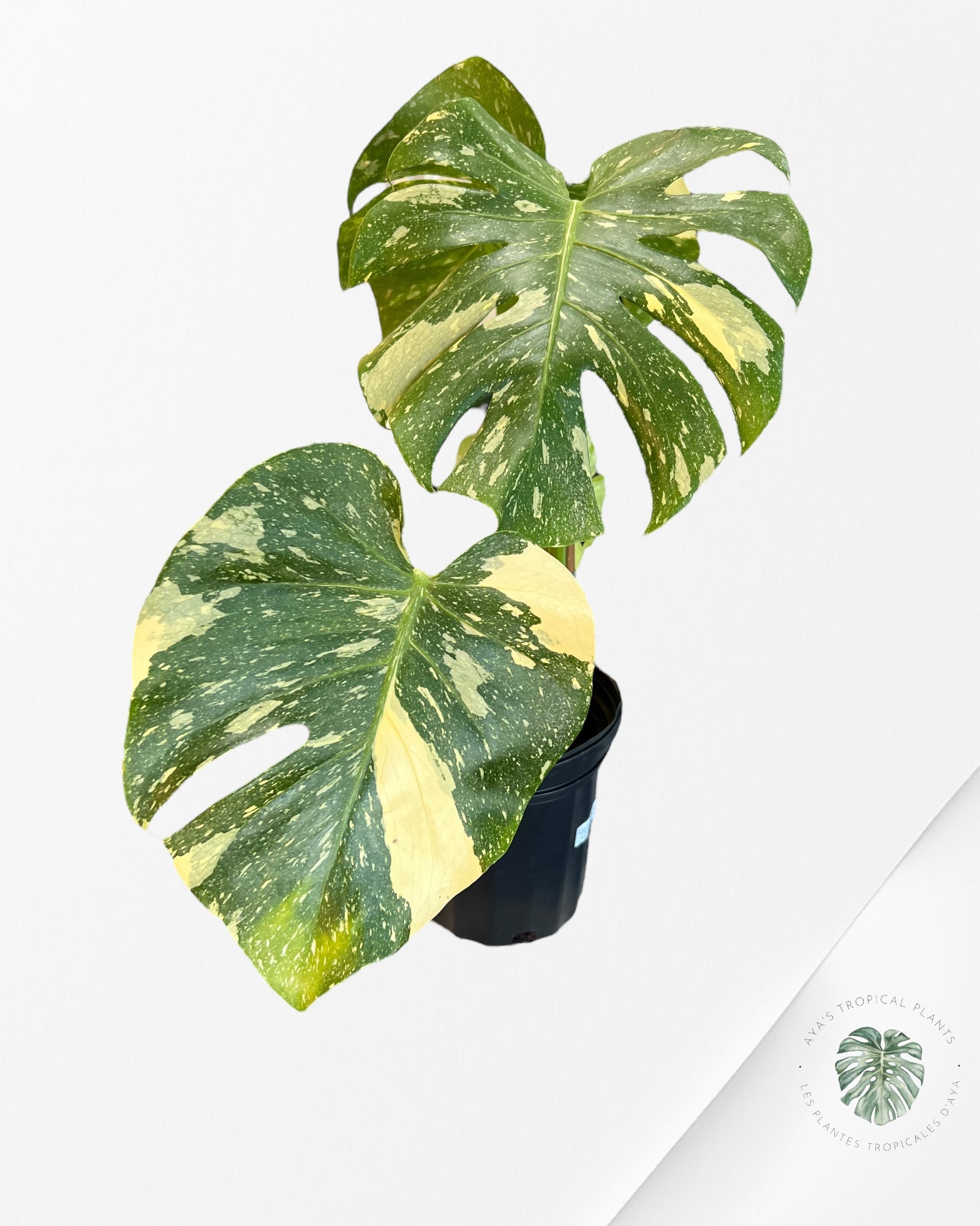 Monstera Thai Constellation - XL 09