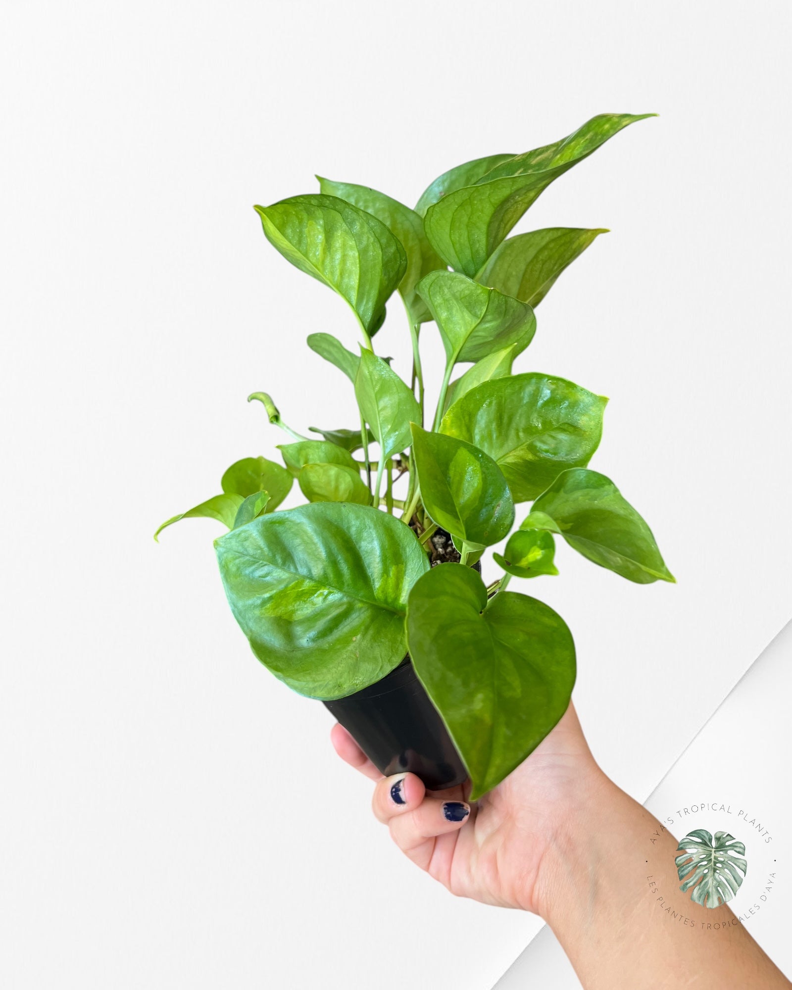 Pothos vert mondial B