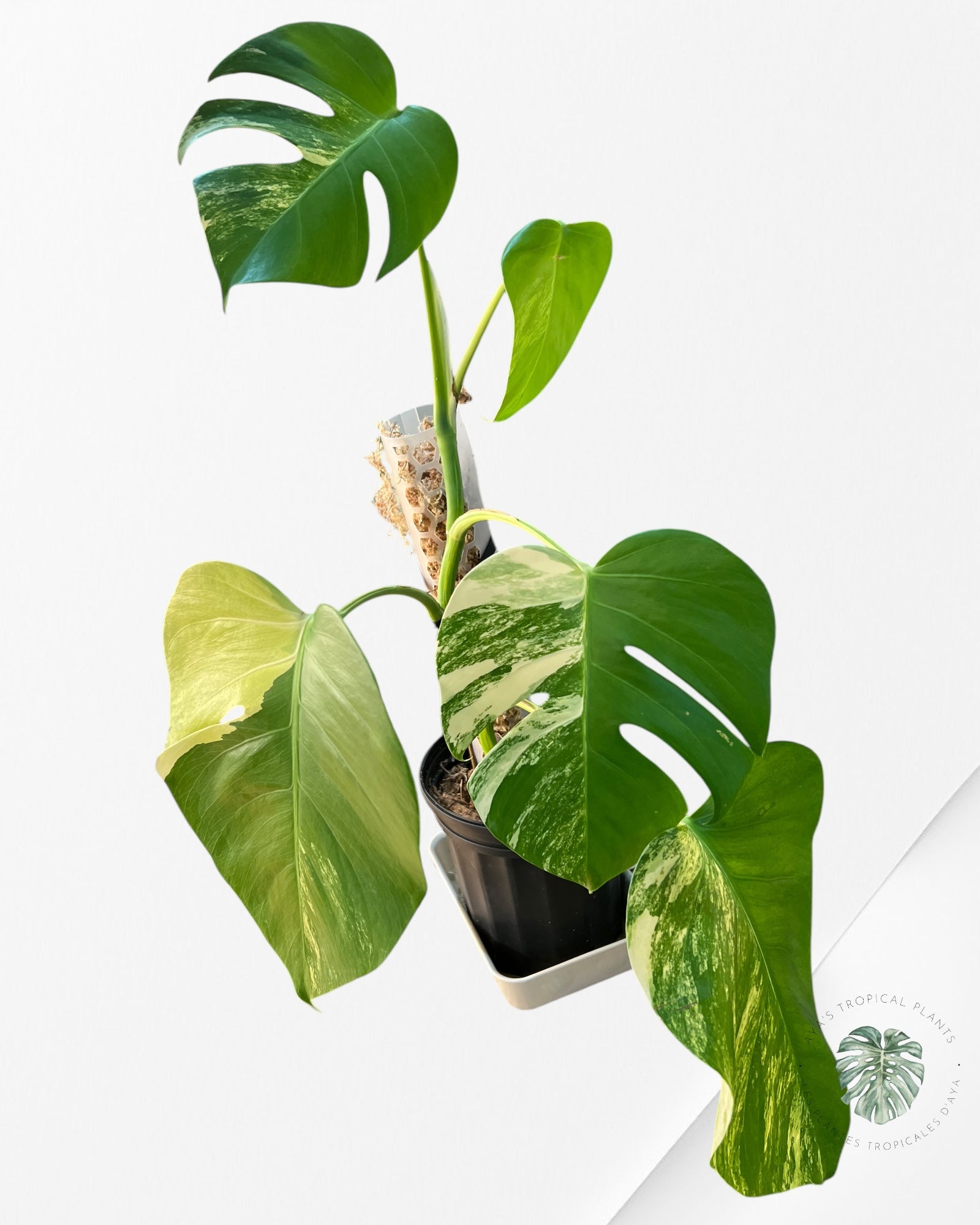 Monstera Aurea - JA3