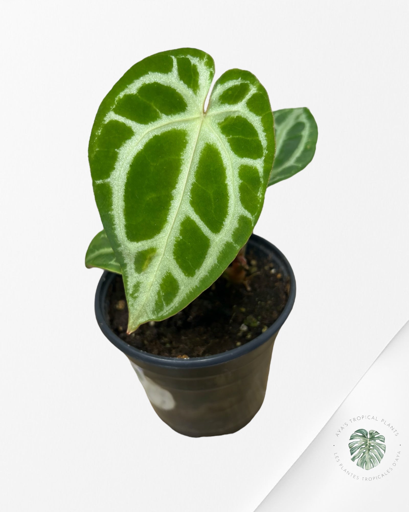 Anthurium Crystallinum Hope X Magnificum - A1