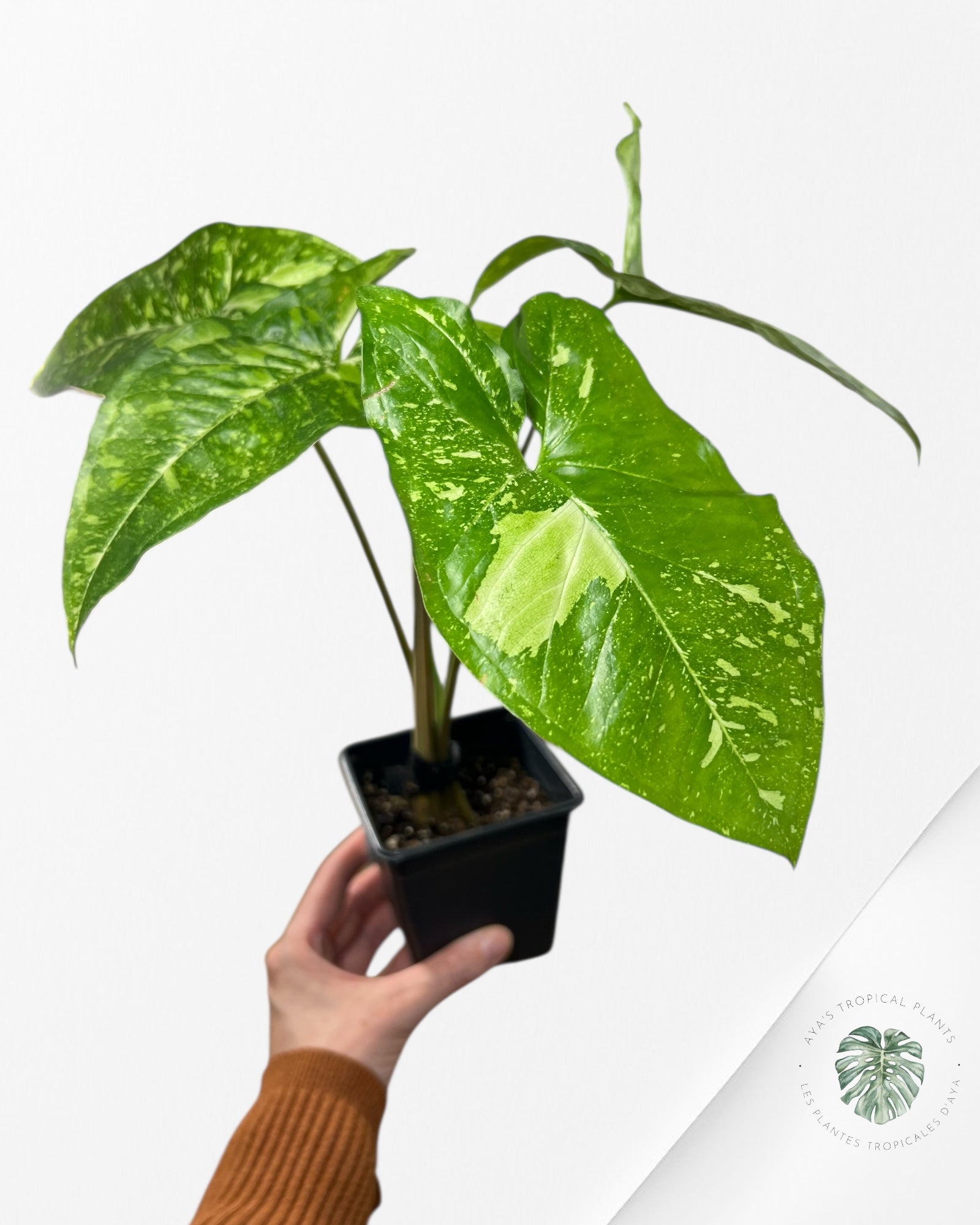 Syngonium Panda - 1