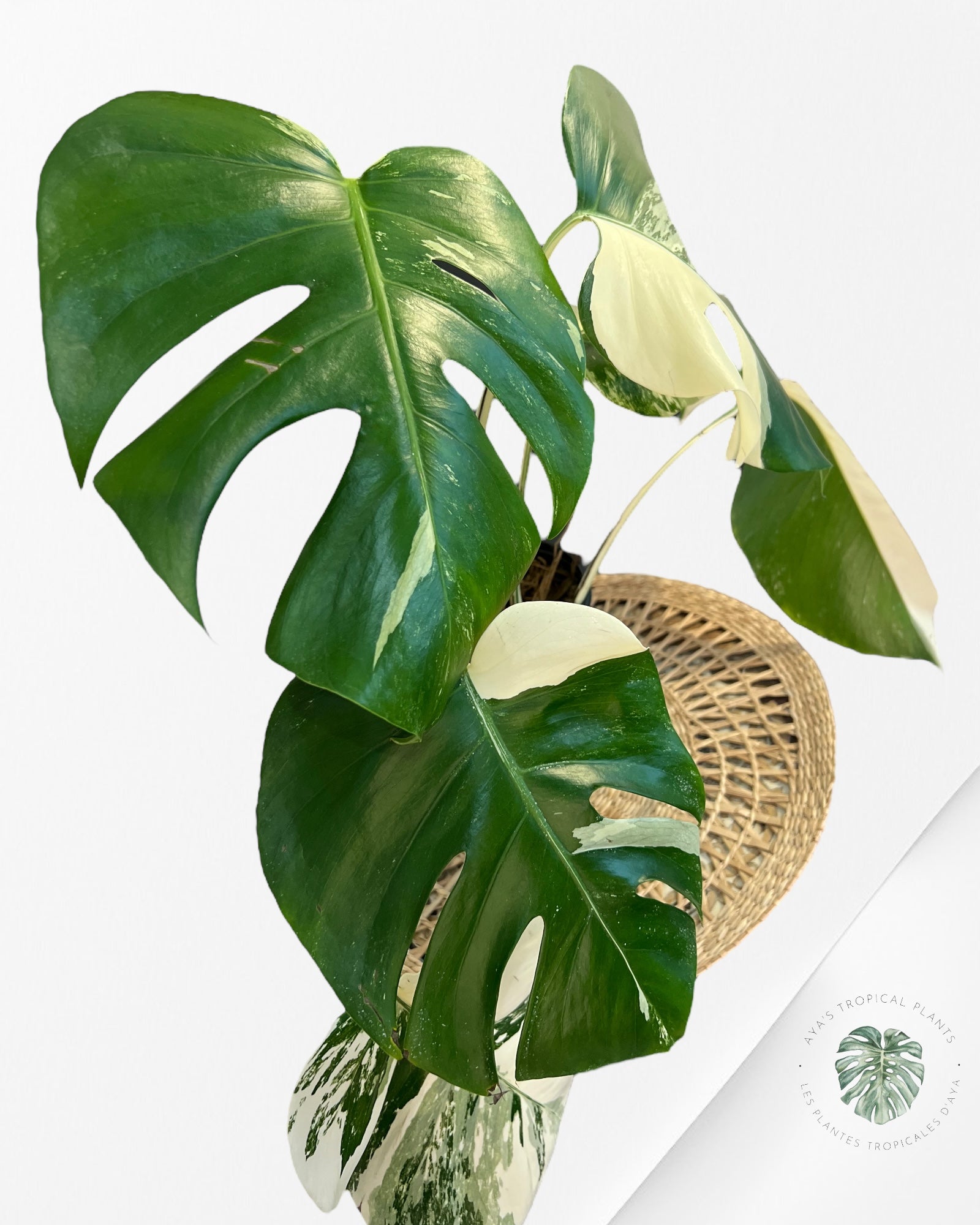 Monstera Borsigiana Albo-JA16