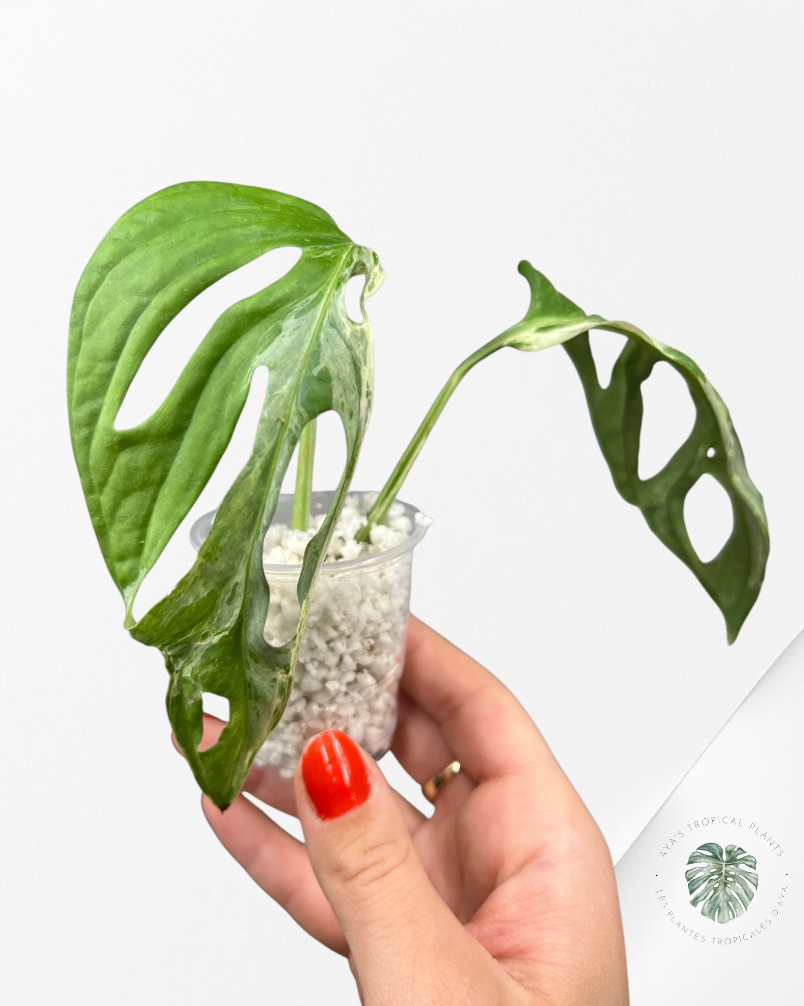 Monstera Adansonii Menthe d'Indonésie-A