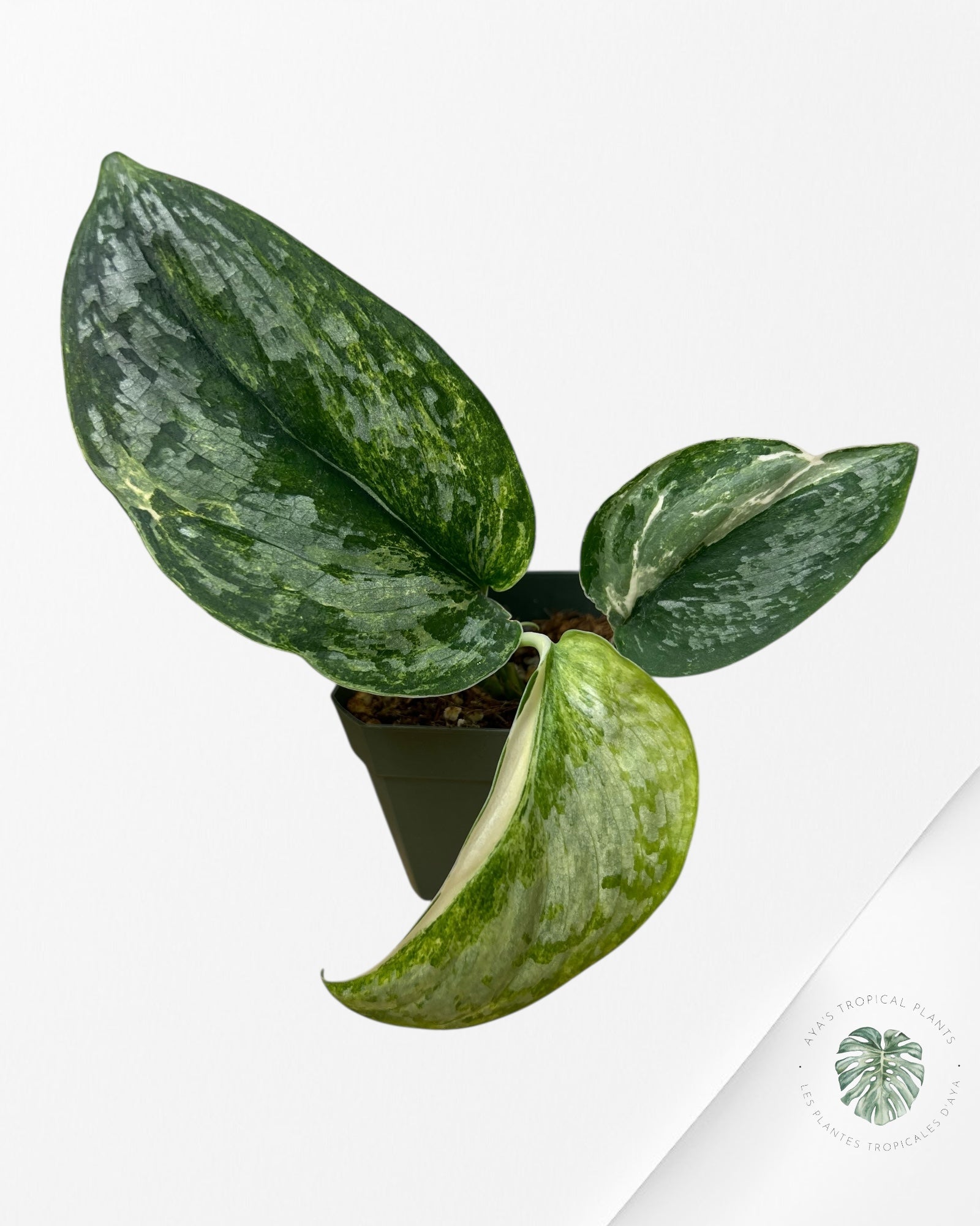 Scindapsus Radjatapura - DI5