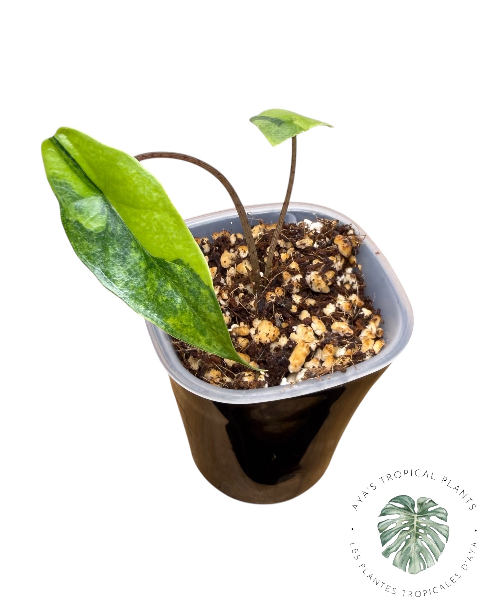 Alocasia Heterophylla Metallic  Blue Aurea Variegated