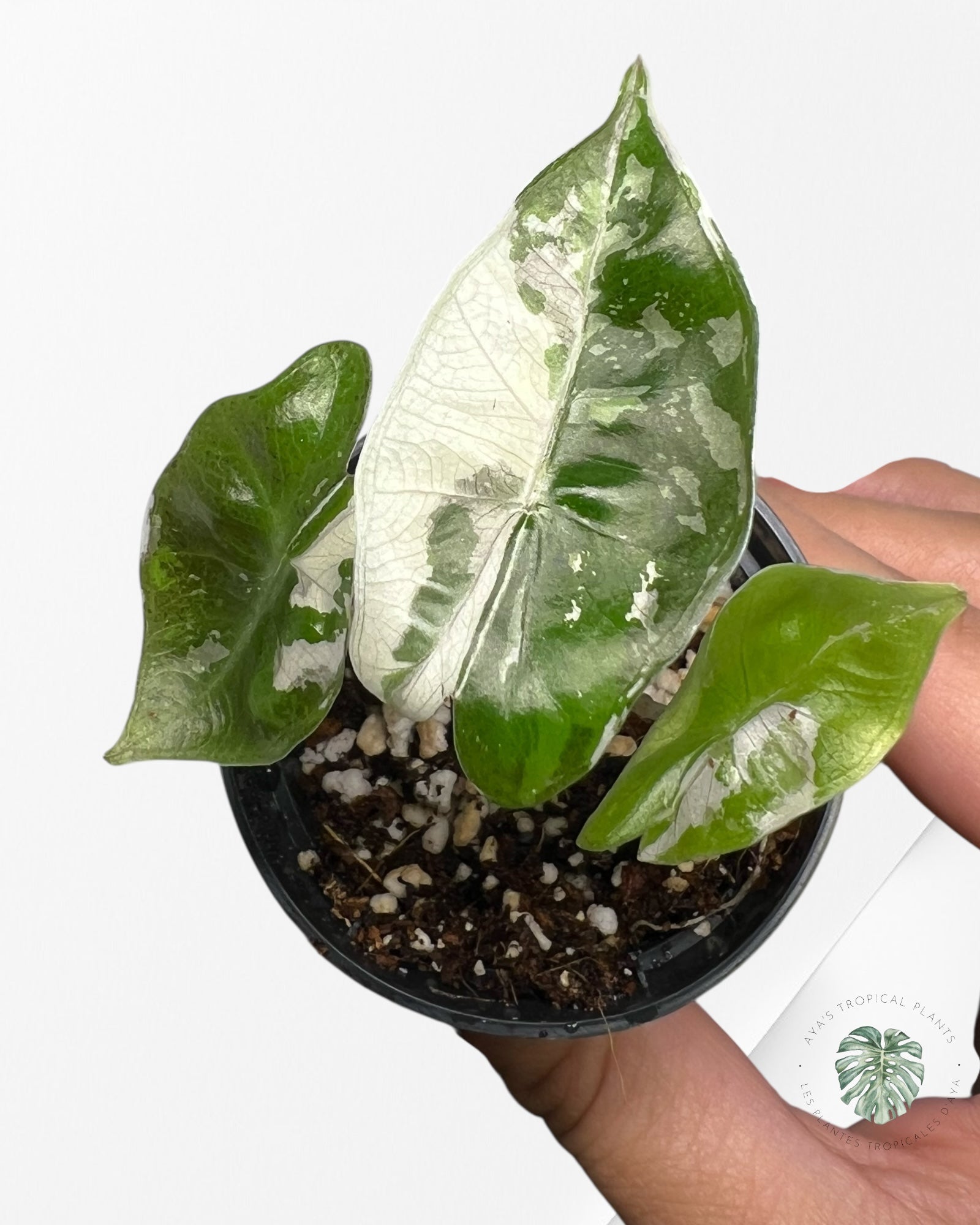 Alocasia Pseudo Sanderiana Albo/Pink
