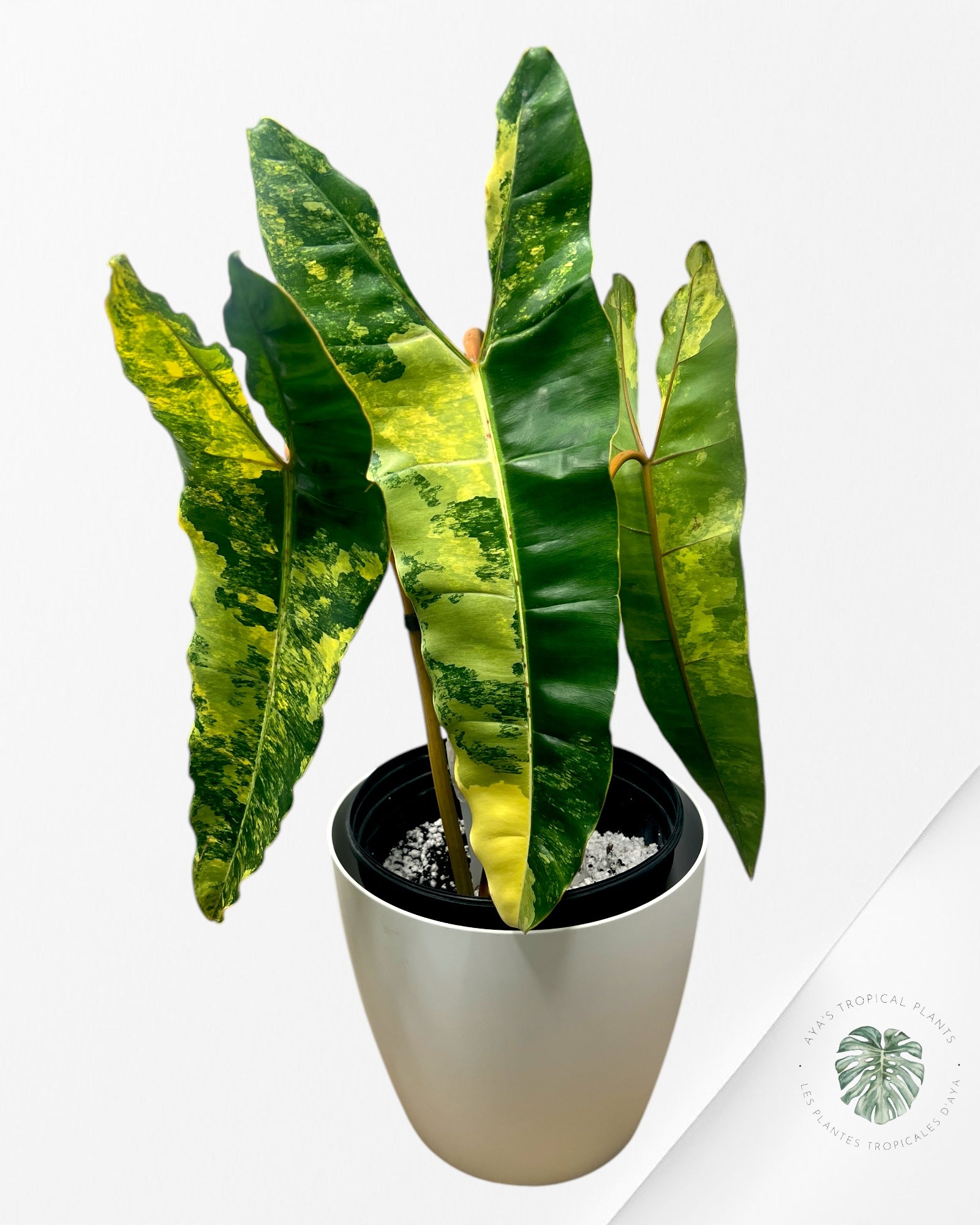 Philodendron Billietiae Variegated