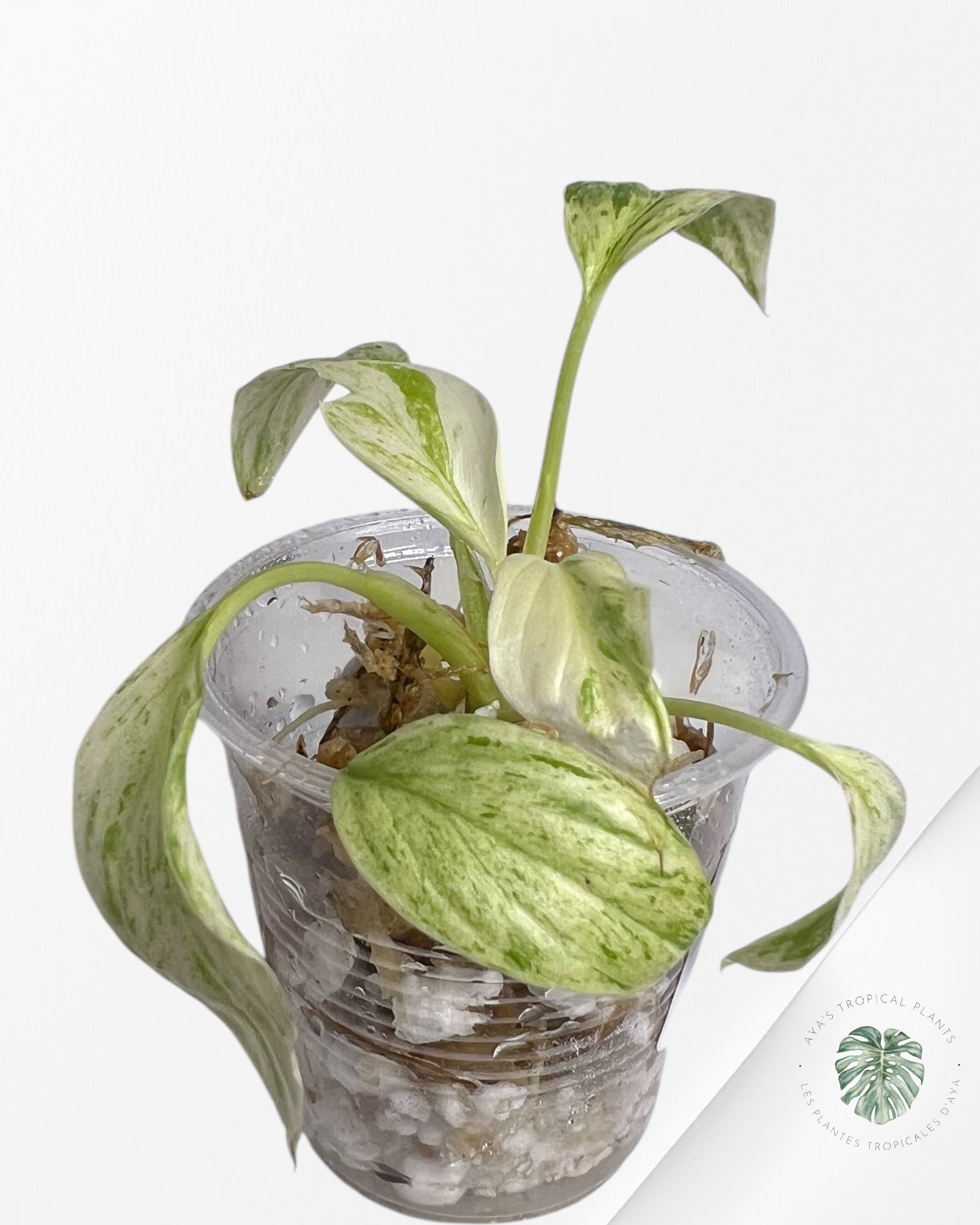 Homalomena rubescens "Mint" variegated  - TC17