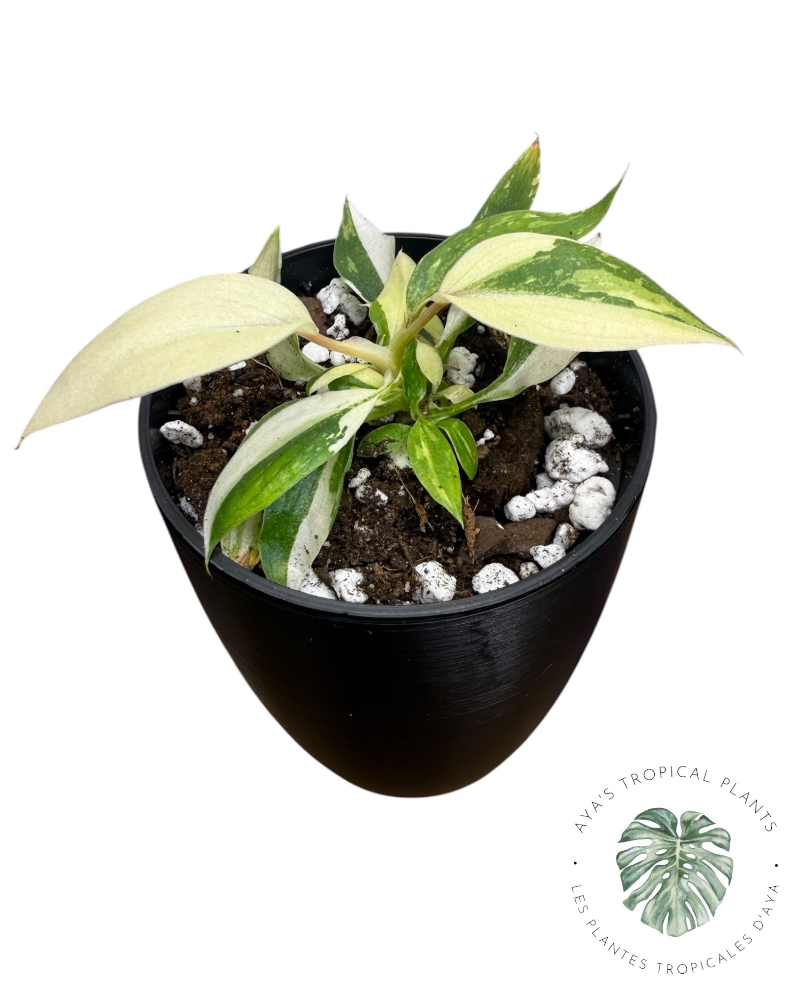 Philodendron Gloriosum Tricolor Variegated