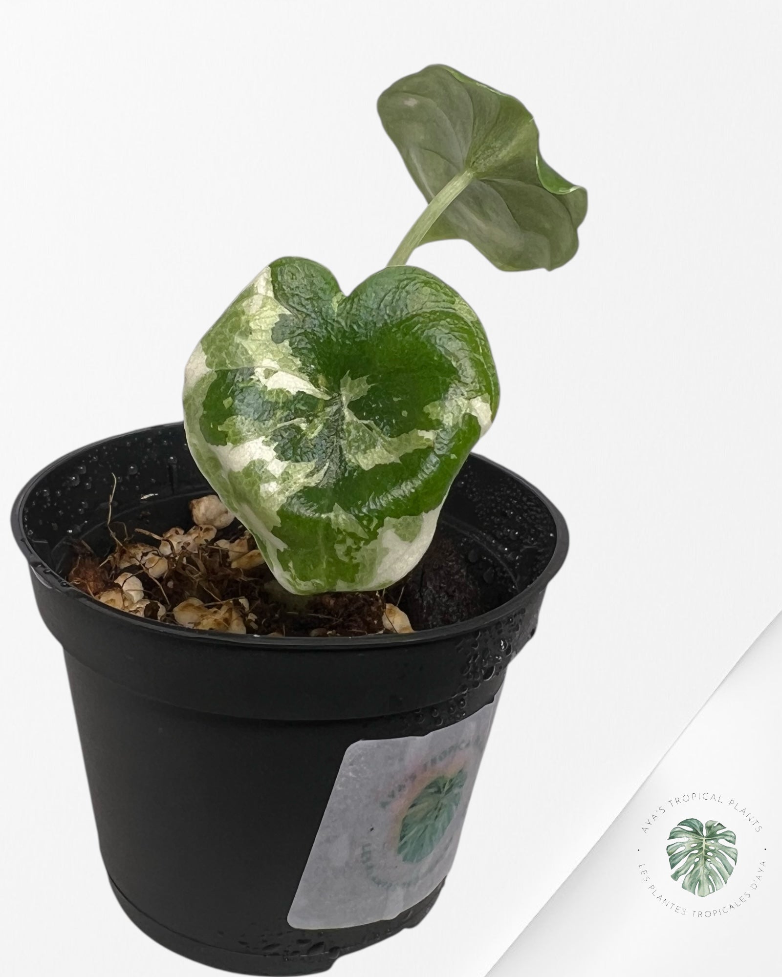 Alocasia Melo Variegated (Albo) - P55
