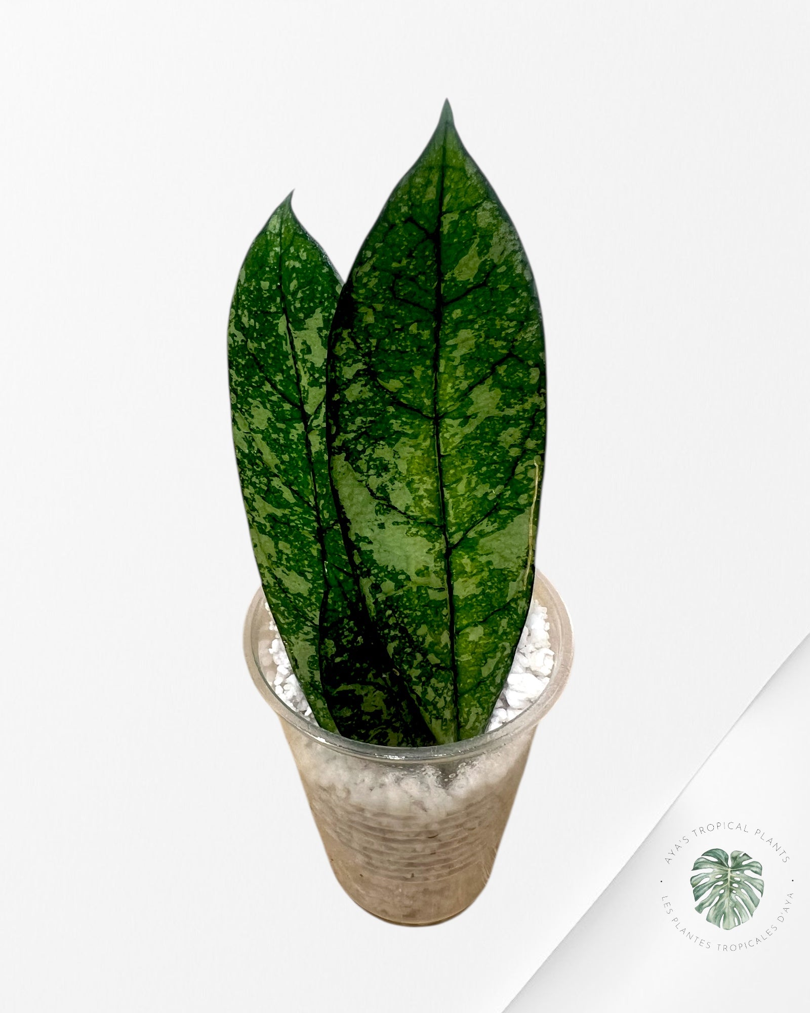 Hoya crassipetiolata (Super splash) - 1