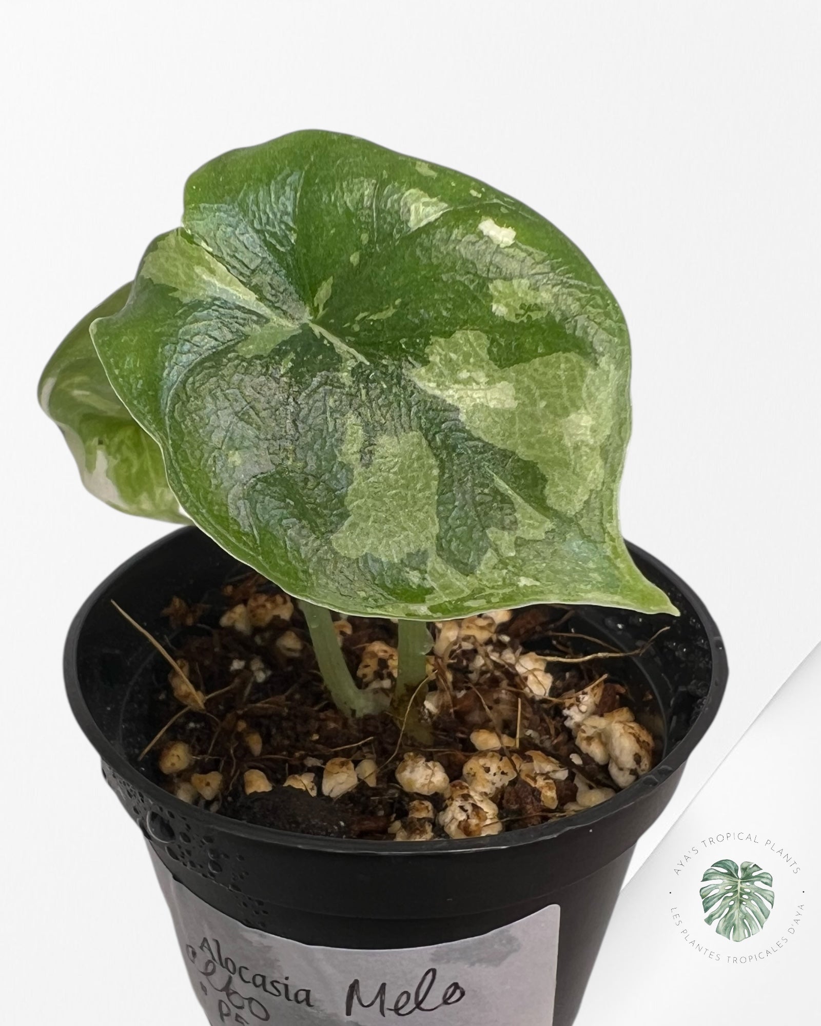 Alocasia Melo Variegated (Albo) - P55