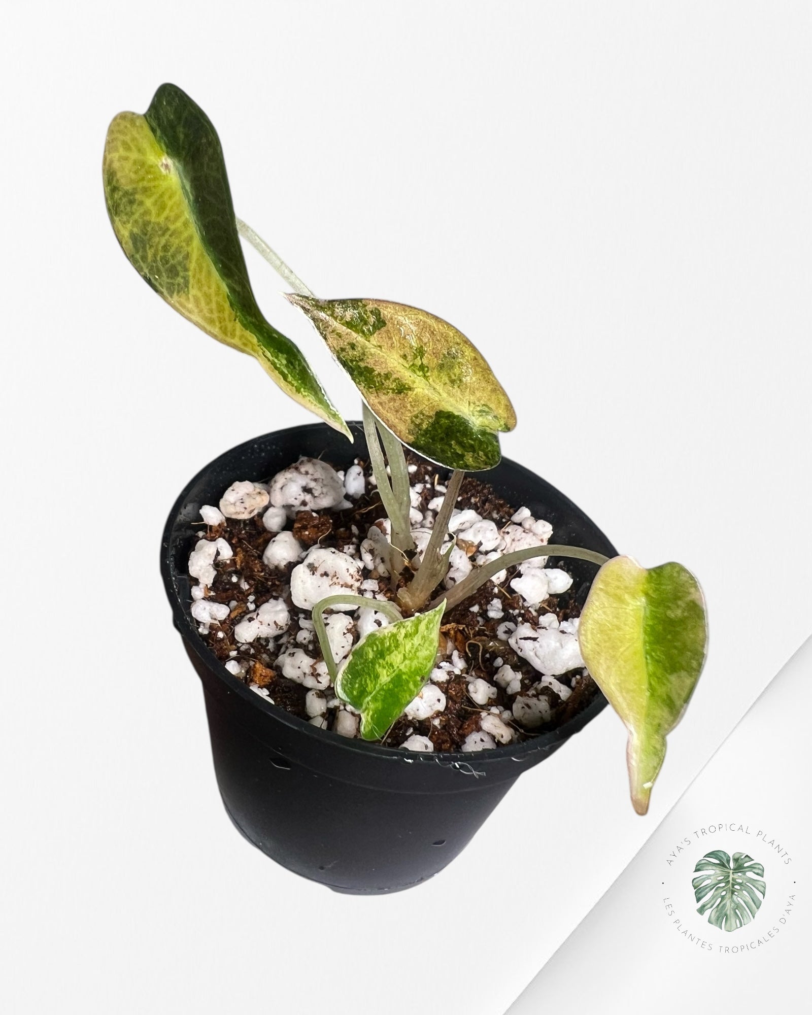 Alocasia Bambino Variegated (Aurea) - TC7