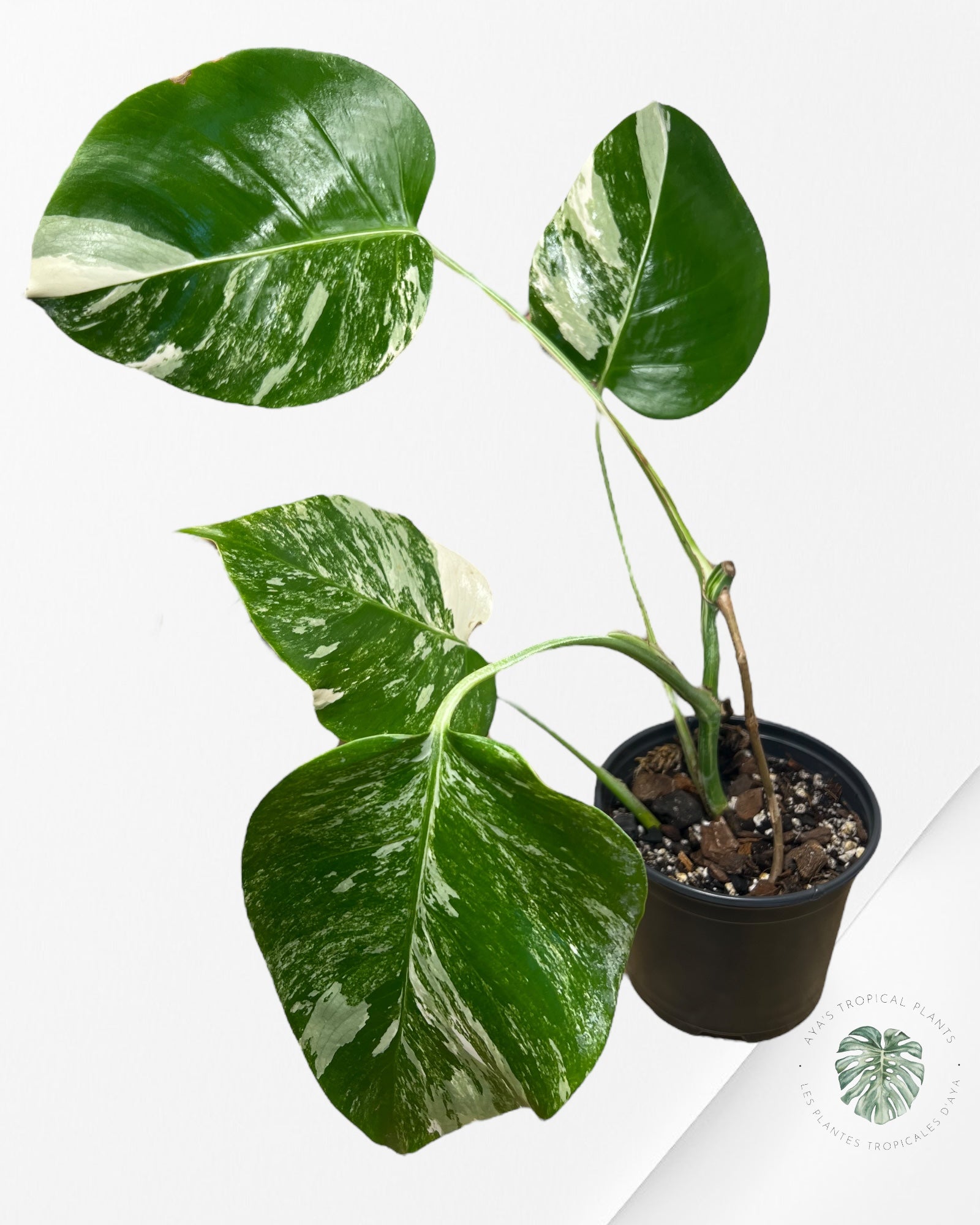 Monstera Borsigiana albo -JA400