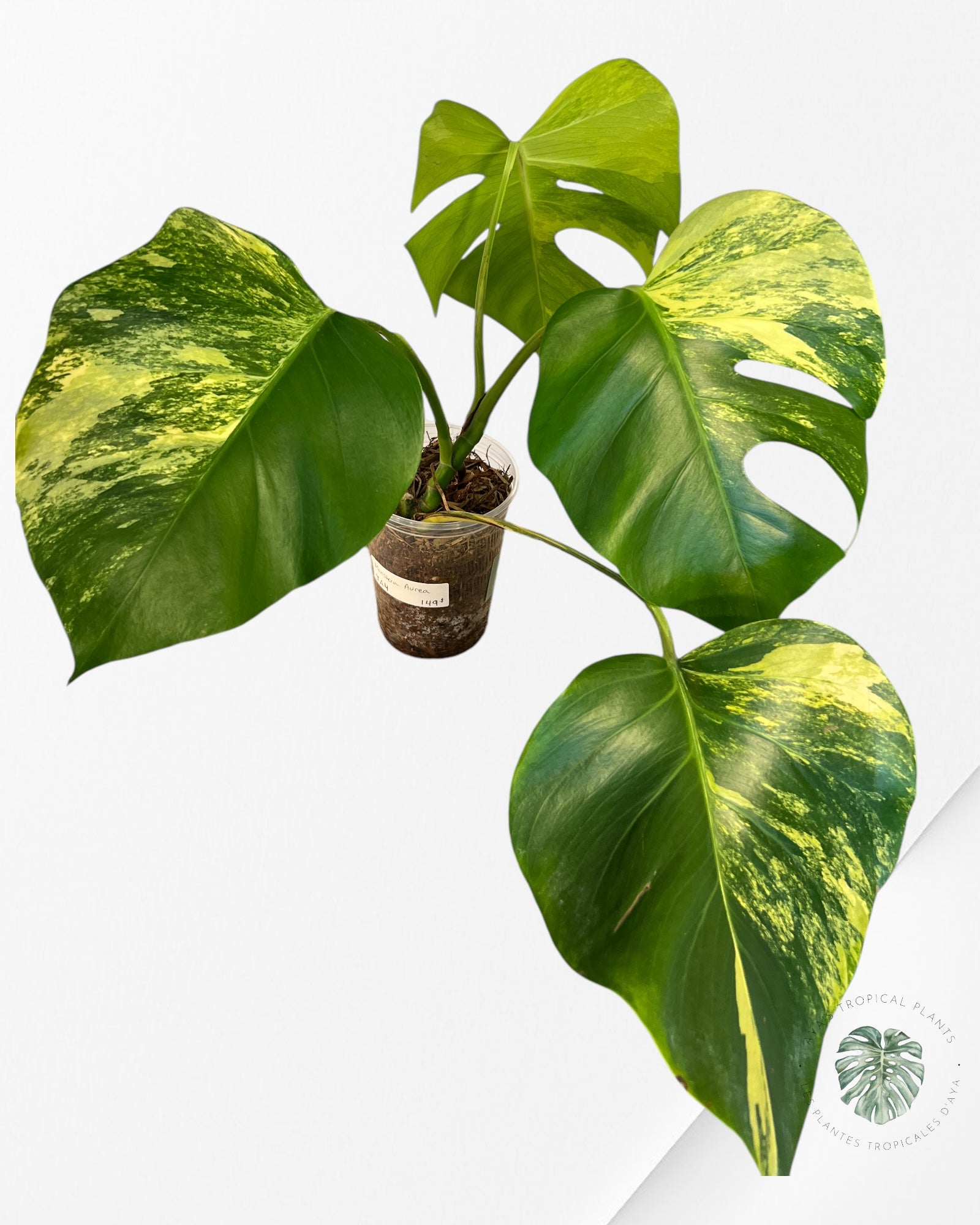 Monstera  Aurea -JA4