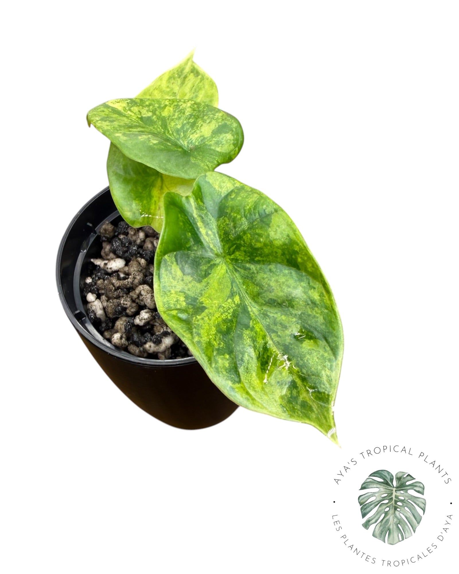 Alocasia Silver Dragon Aurea panaché