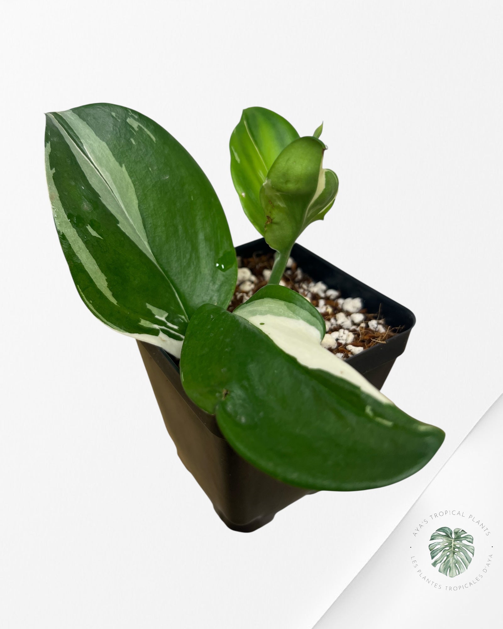 Scindapsus treubii 'Moonlight' (Albo variegation) - FA