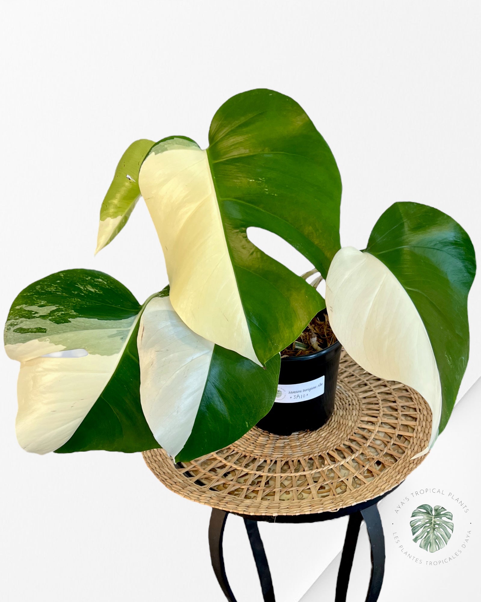 Monstera Borsigiana Albo-JA10