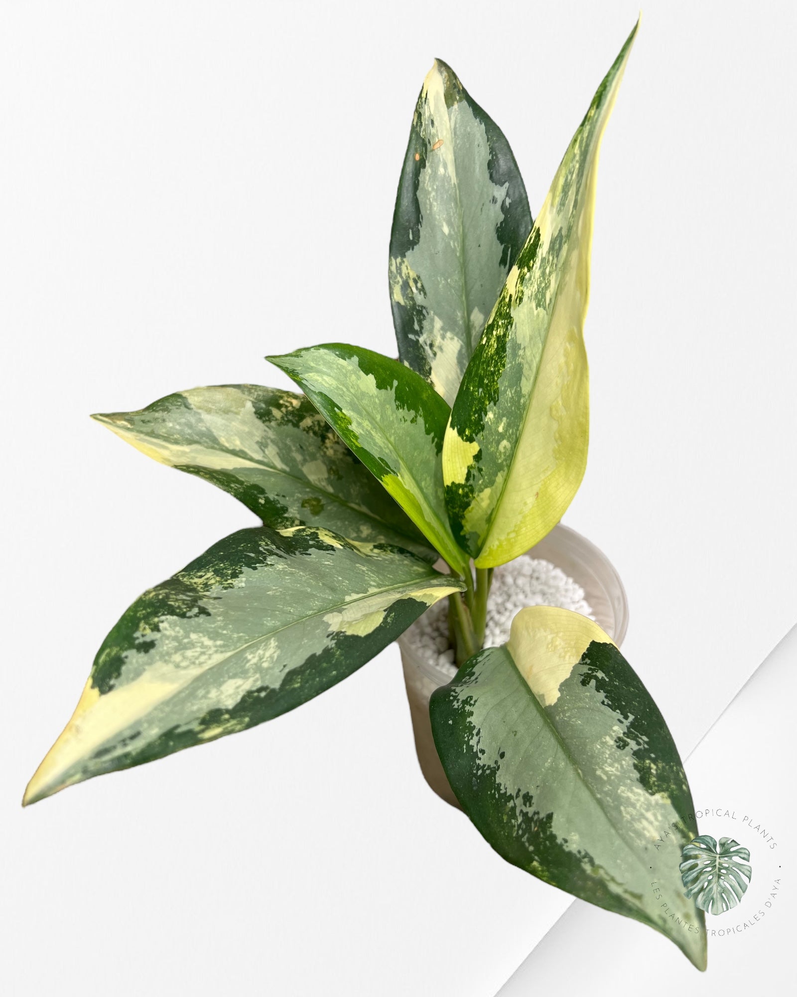 Aglaonema Suwarnabhumi-1