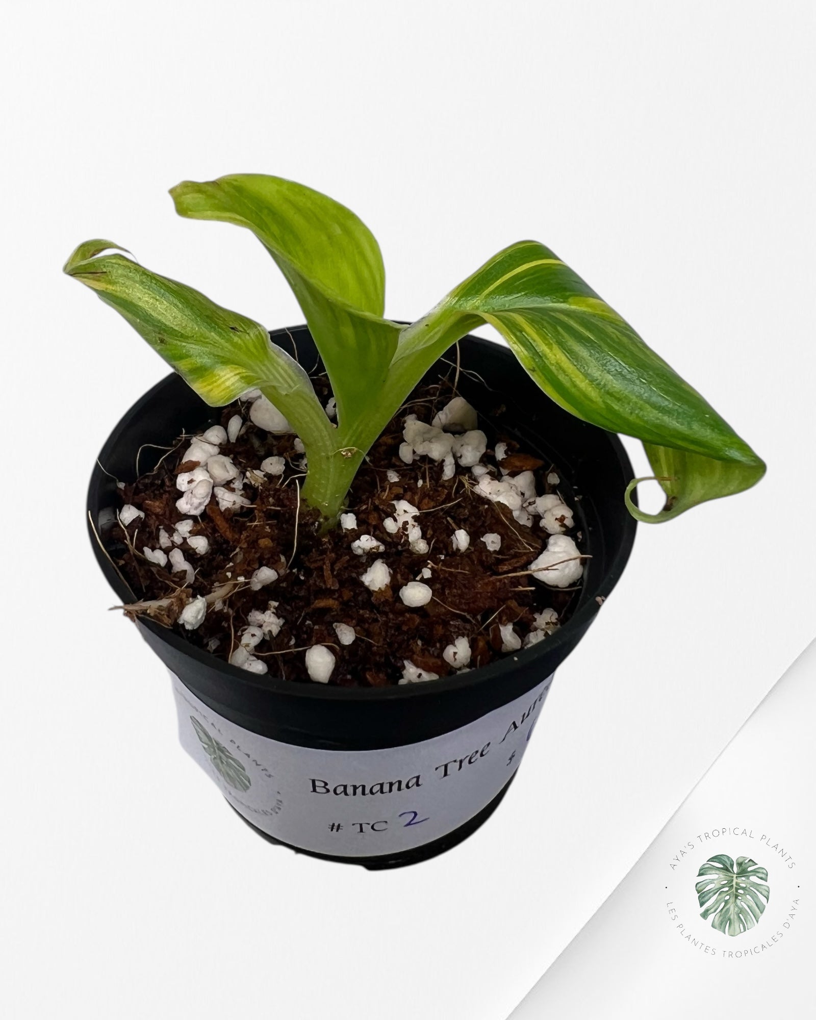 Banana Tree (Aurea) Variegated - TC2