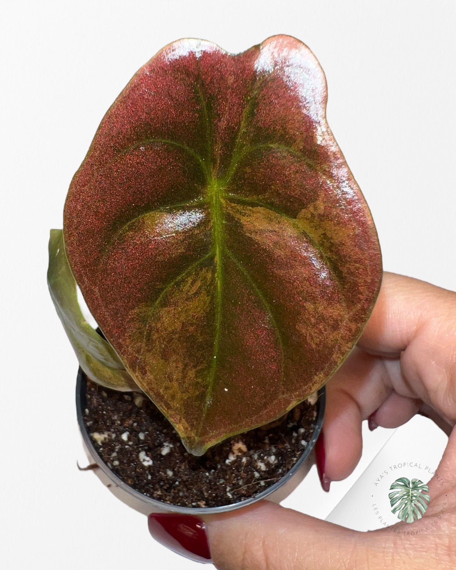 Alocasia Cuprea Variegated (Aurea) - TC2