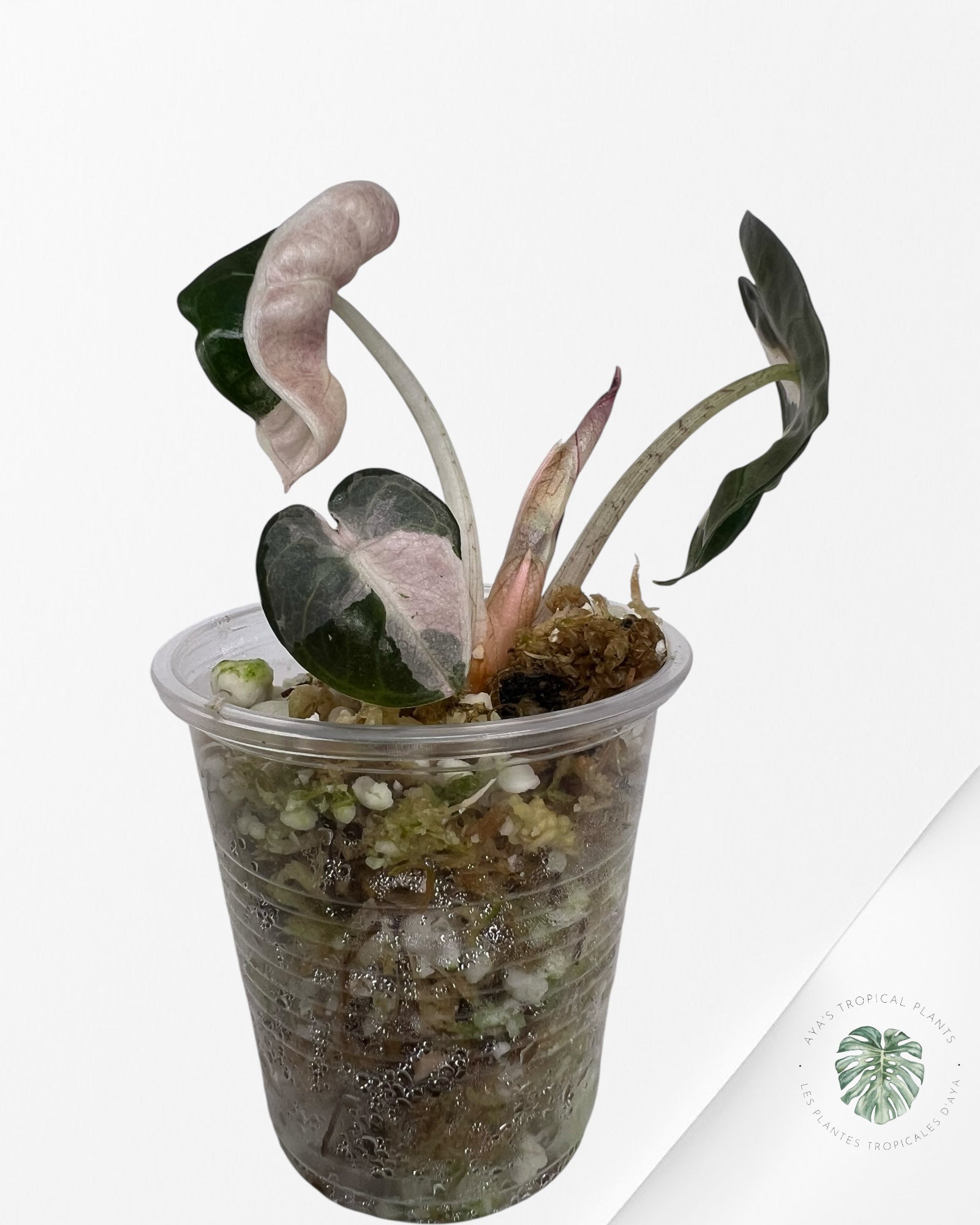Alocasia Heart Balloon Pink Variegated - TC0