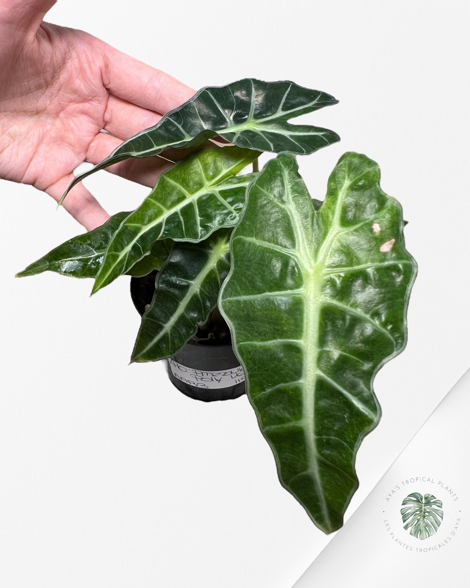 Alocasia amazonica 'Polly' variegate-AAPV3