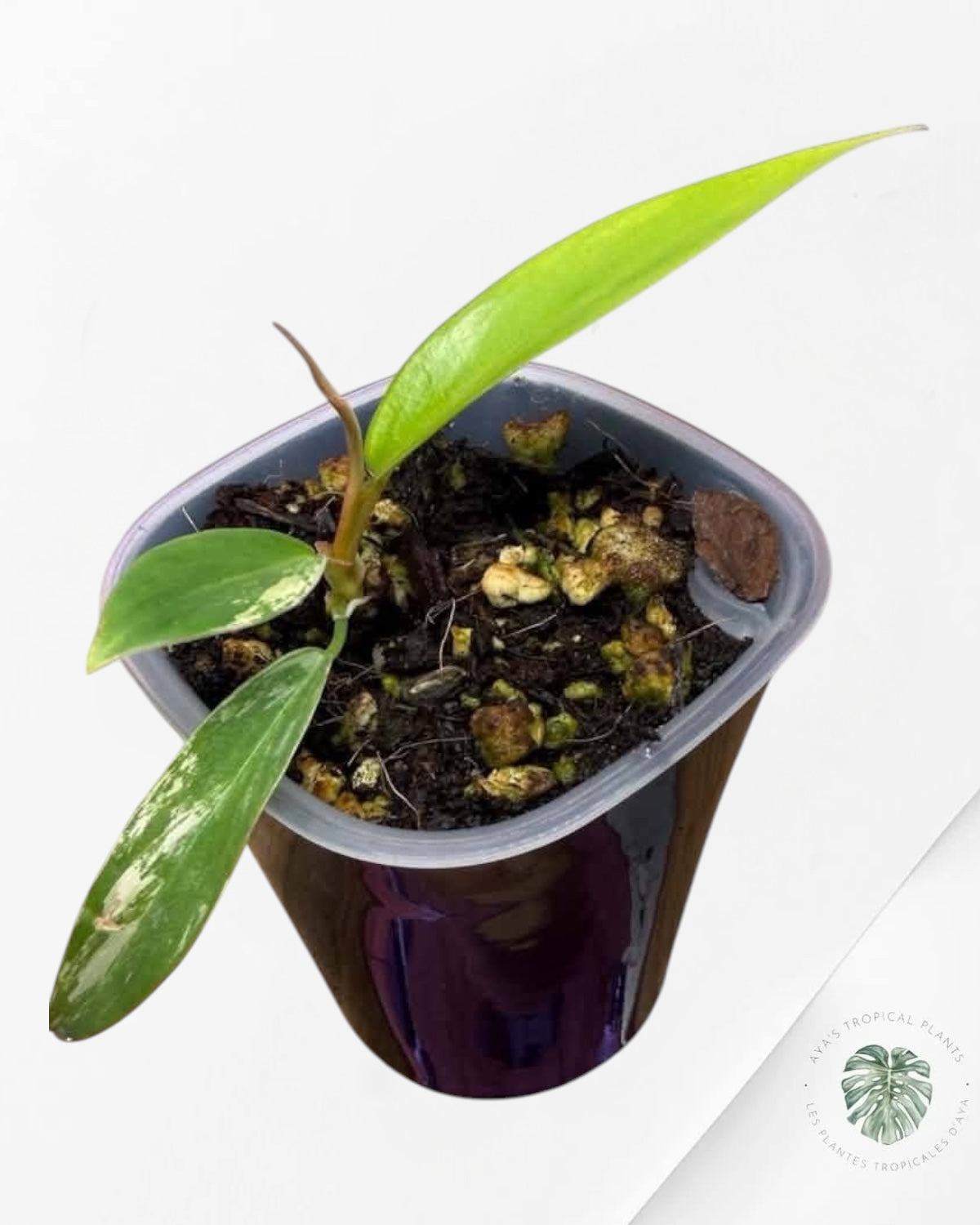 Philodendron Florida Beauty x Tortum