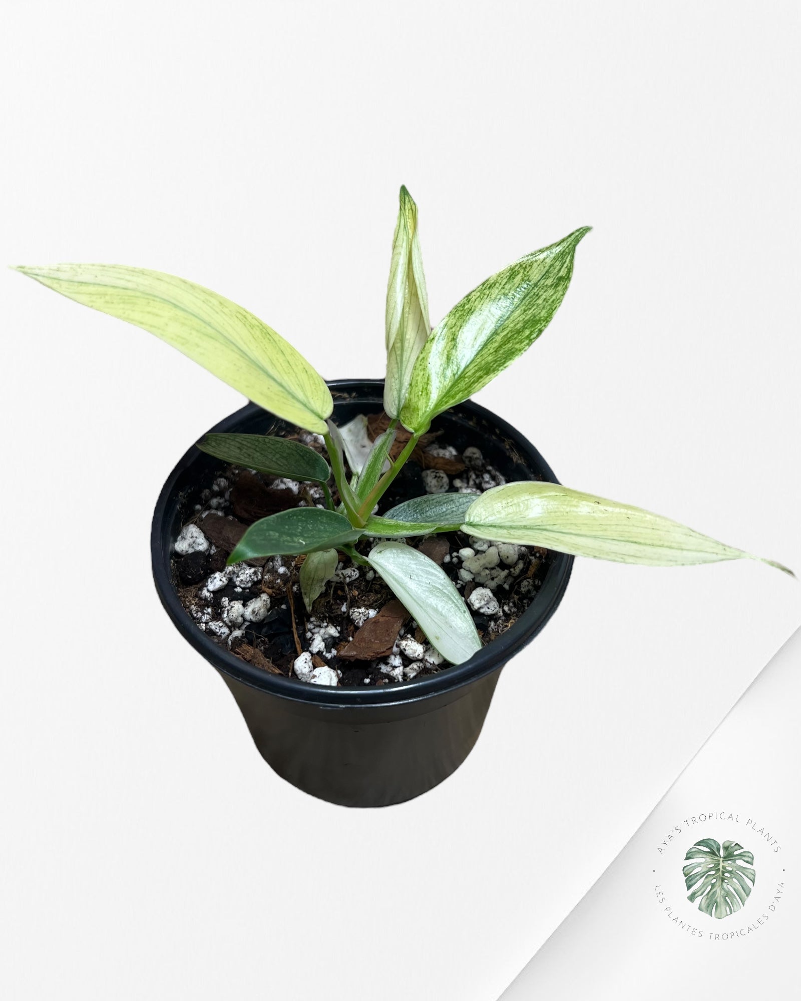 Philodendron Florida Ghost Mint -PFG11