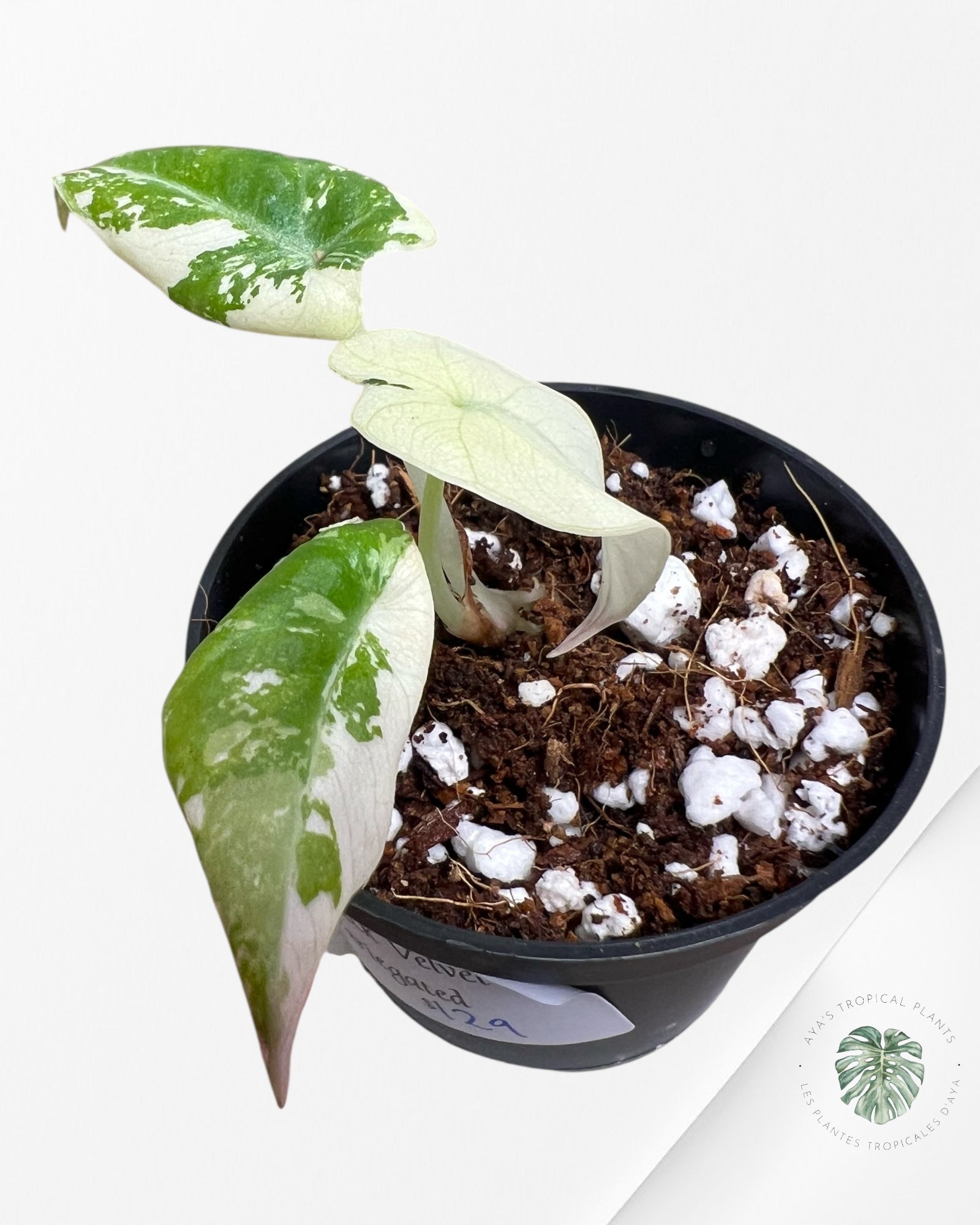 Alocasia Black Velvet Pink Variegated - 7