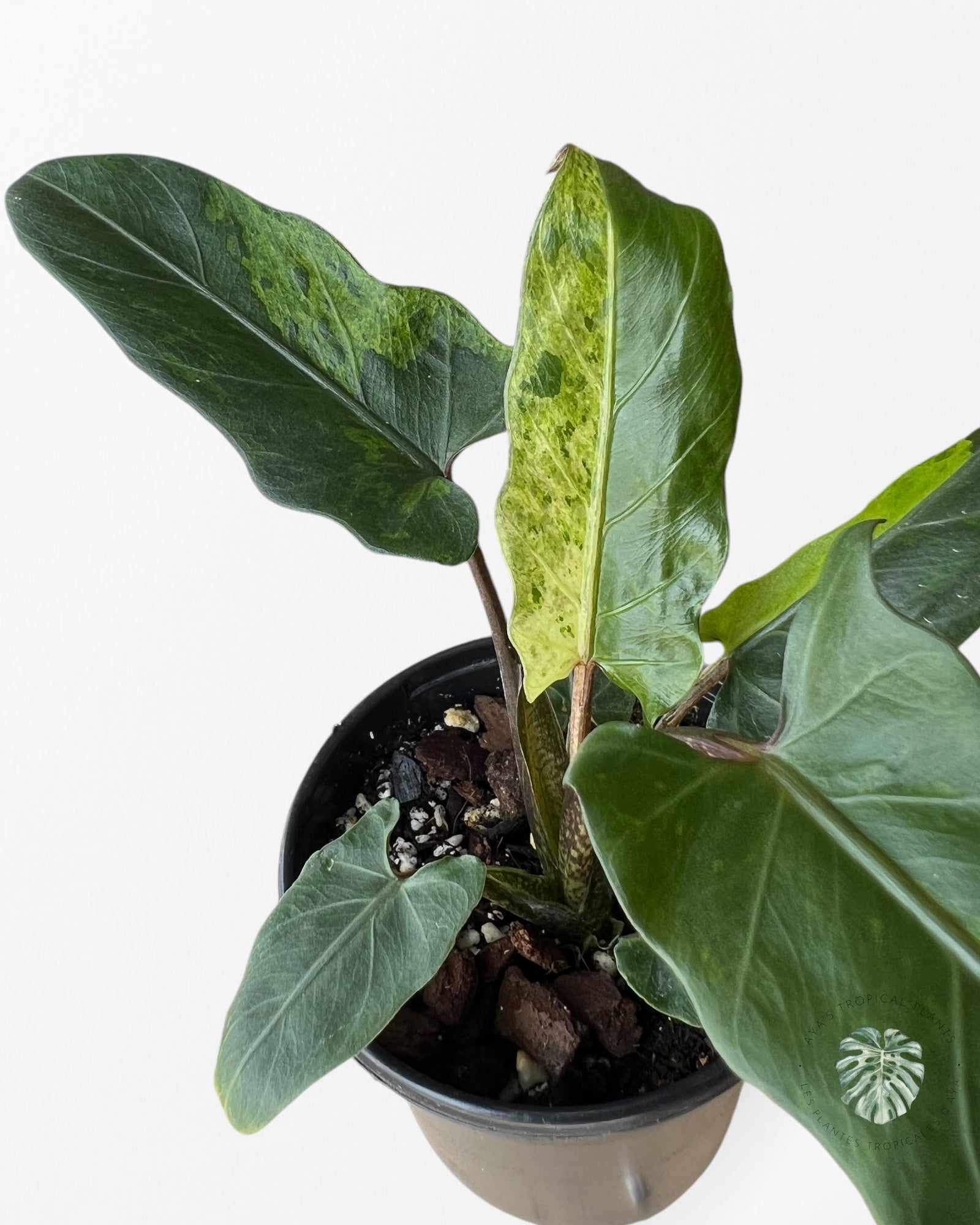 Alocasia Lauterbachiana Variegated-B