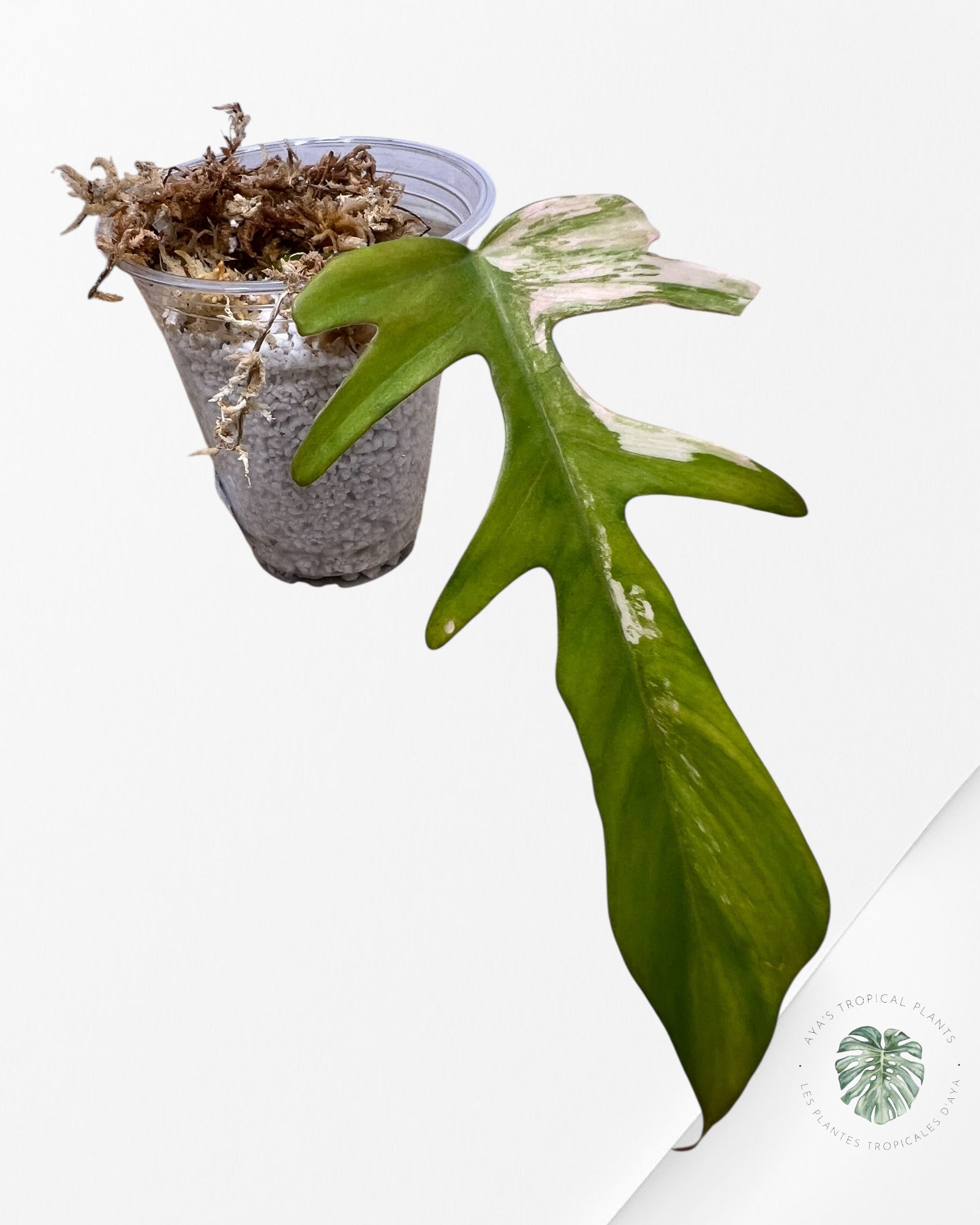 Philodendron Florida Beauty X tortum - P1