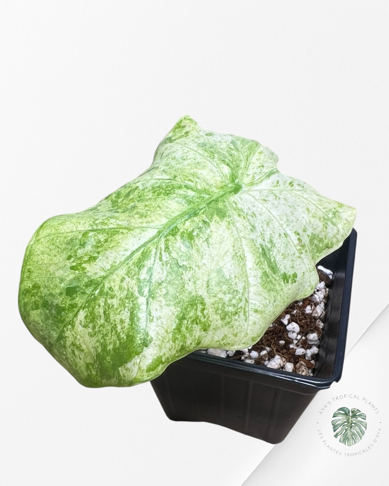 Alocasia Macrorrhiza Splash -SPH
