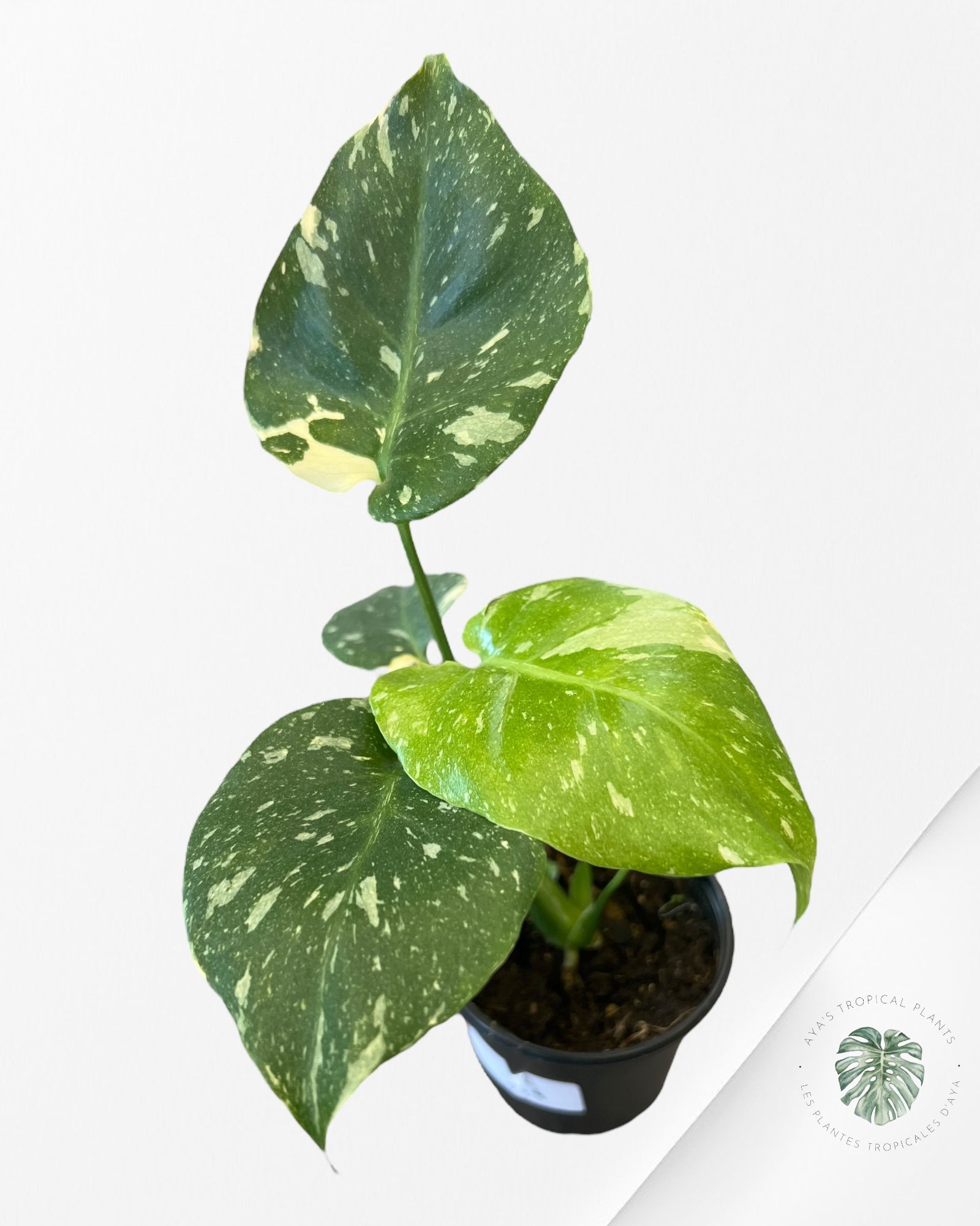 Constellation Monstera Thai-MTC2