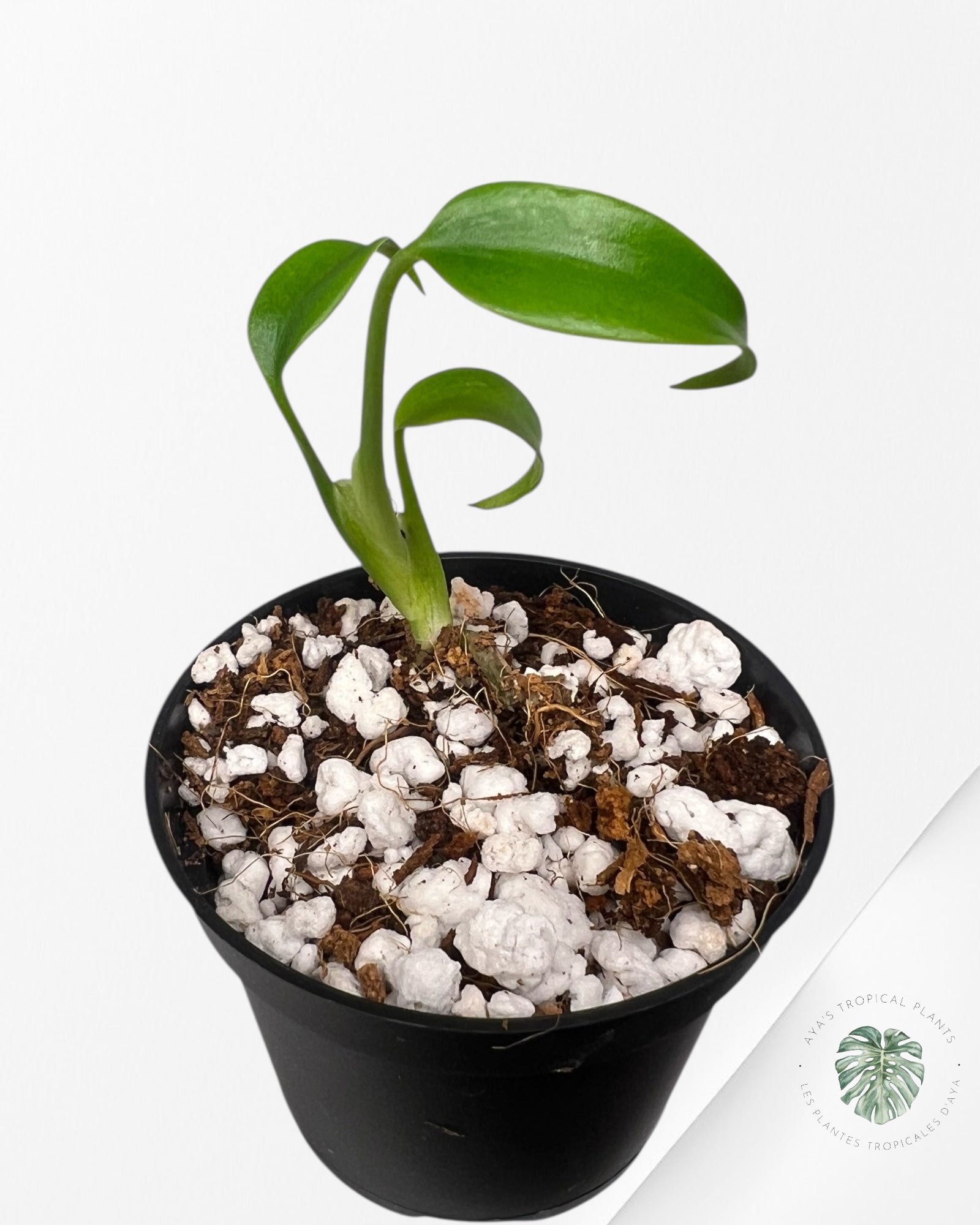 Monstera Burle Marx Flame - TC30