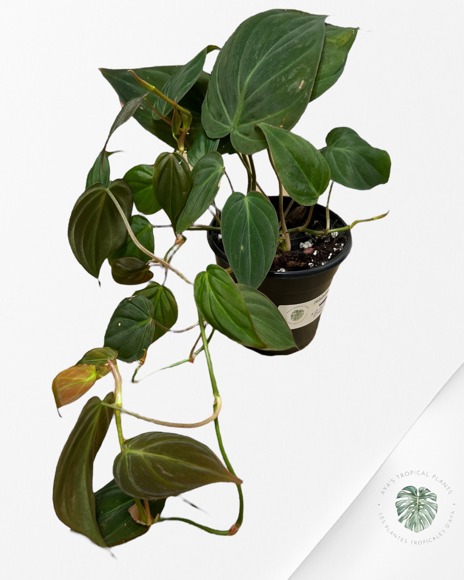 Philodendron Mican-B2