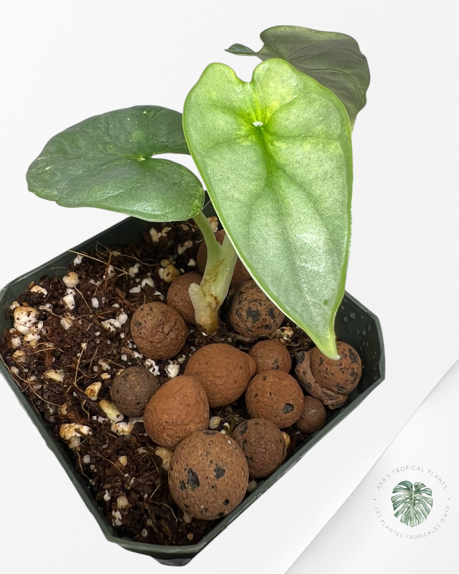 Alocasia Silver Dragon Variegated Aurea -WW