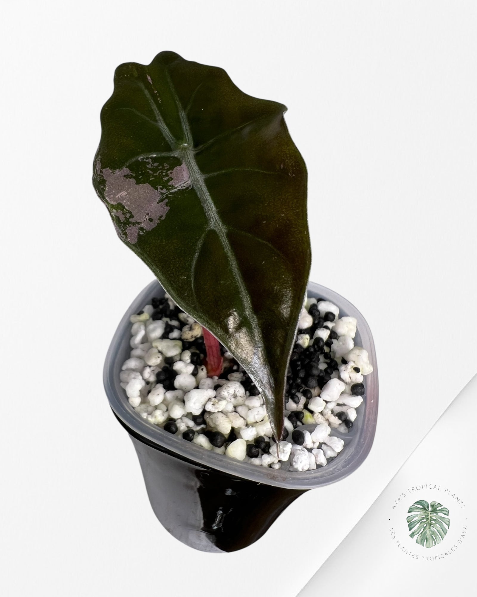 Alocasia Chantrieri Pink Variegated