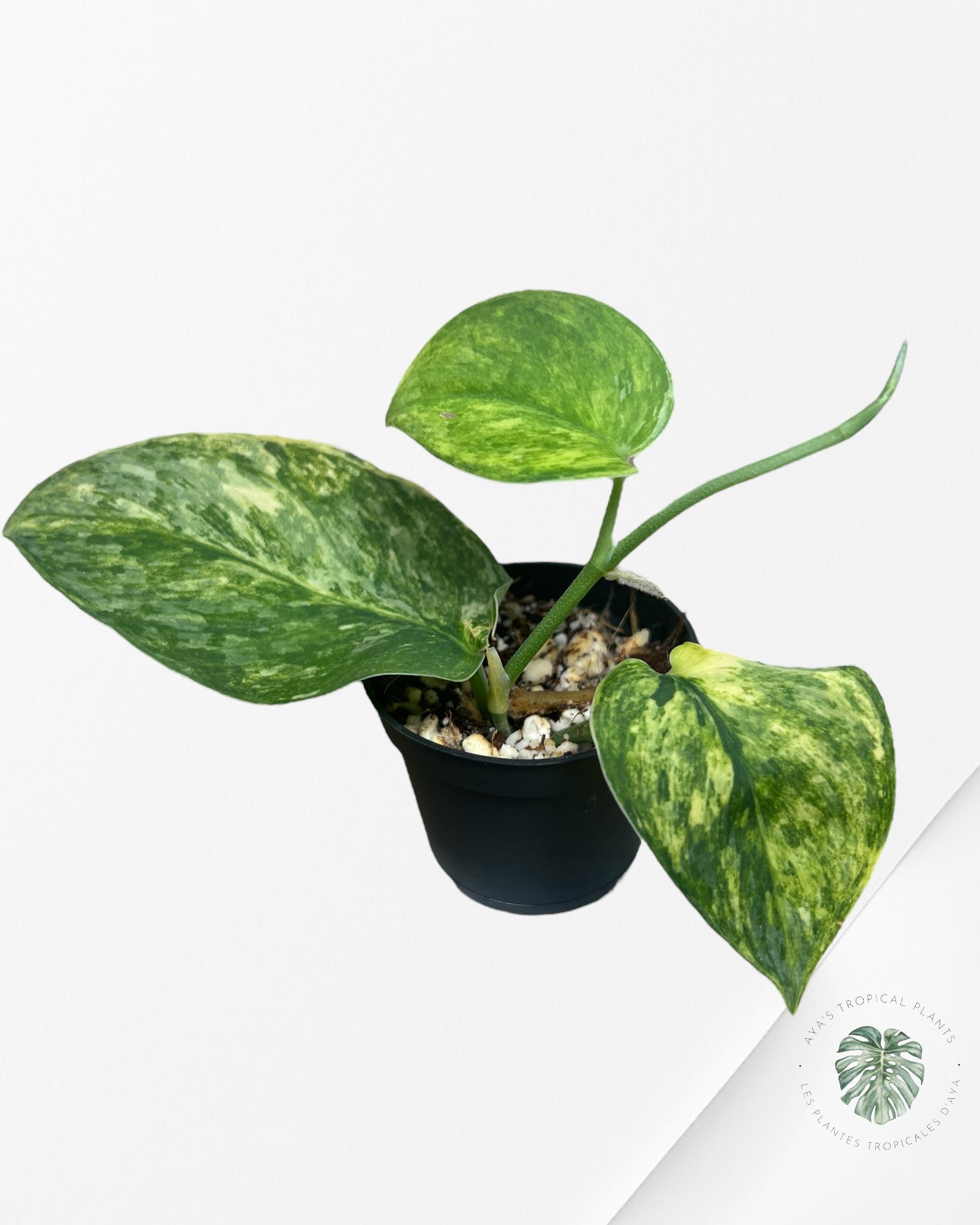 Scindapsus Radjatapura - P40
